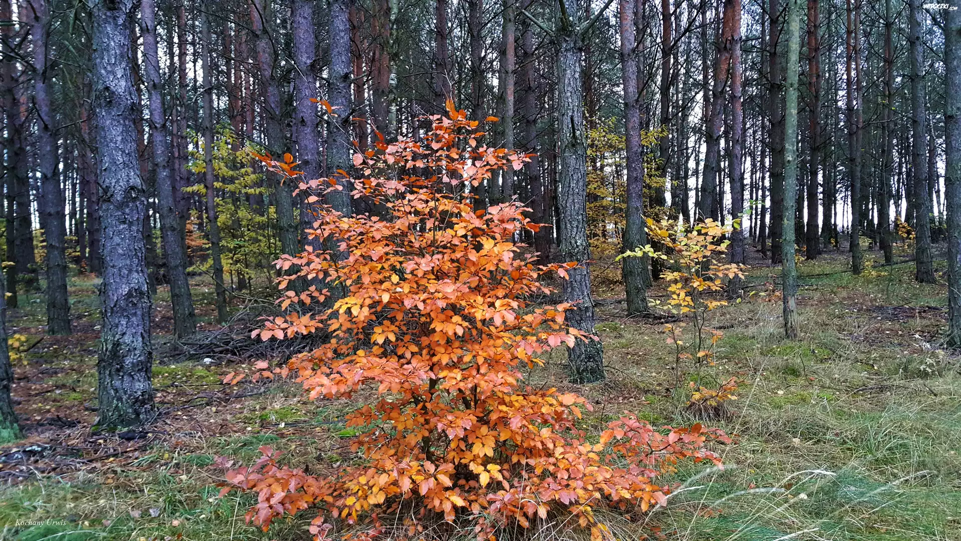 Las, Drzewo, JesieniÄ…