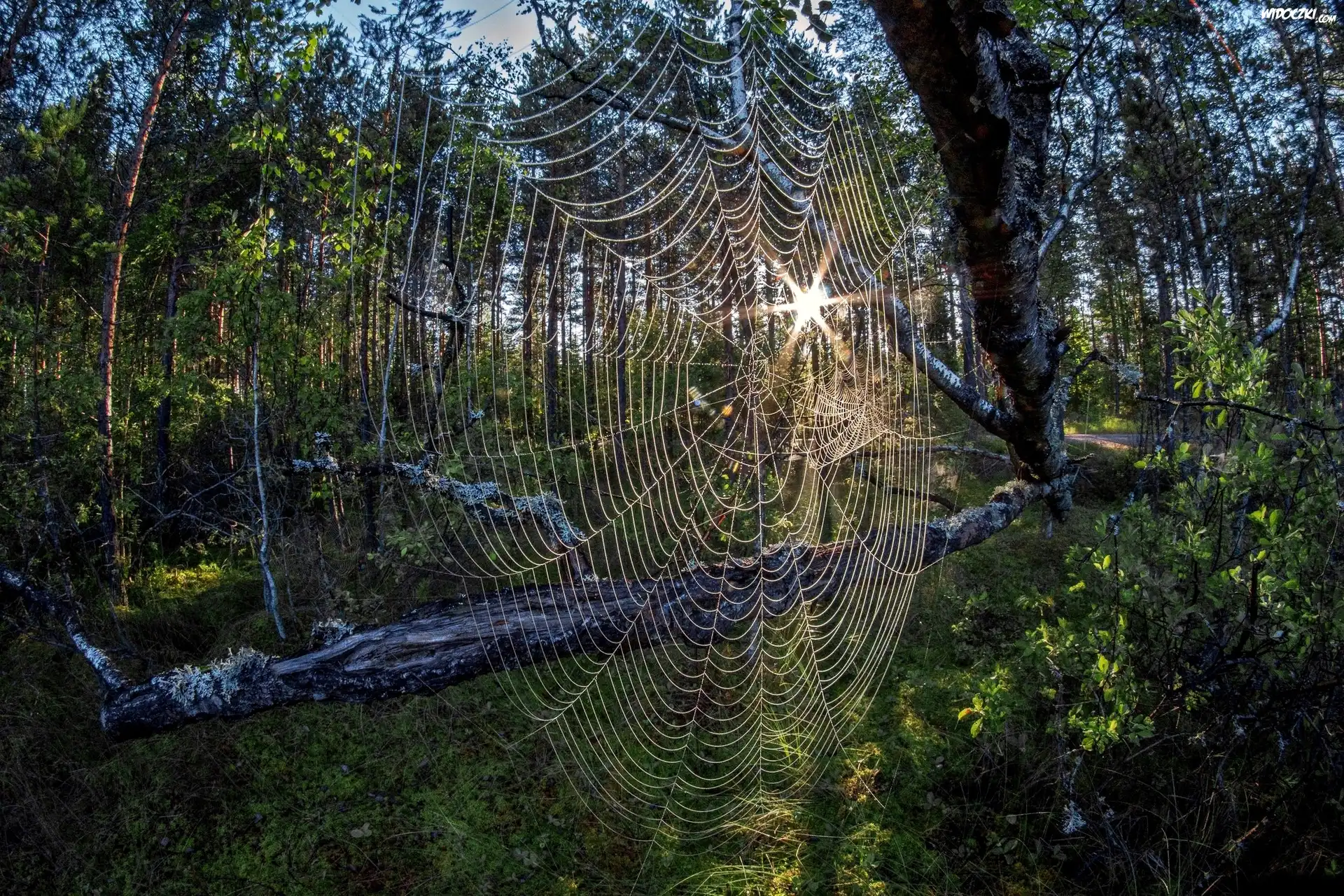 Las, Drzewo, Pajęczyna