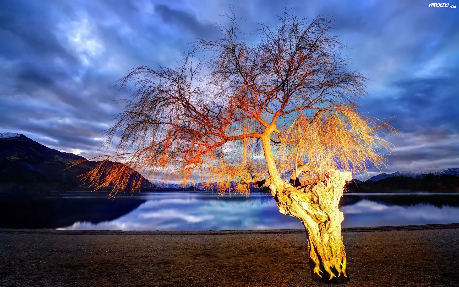 Drzewo, Jezioro, Wanaka, Nowa Zelandia