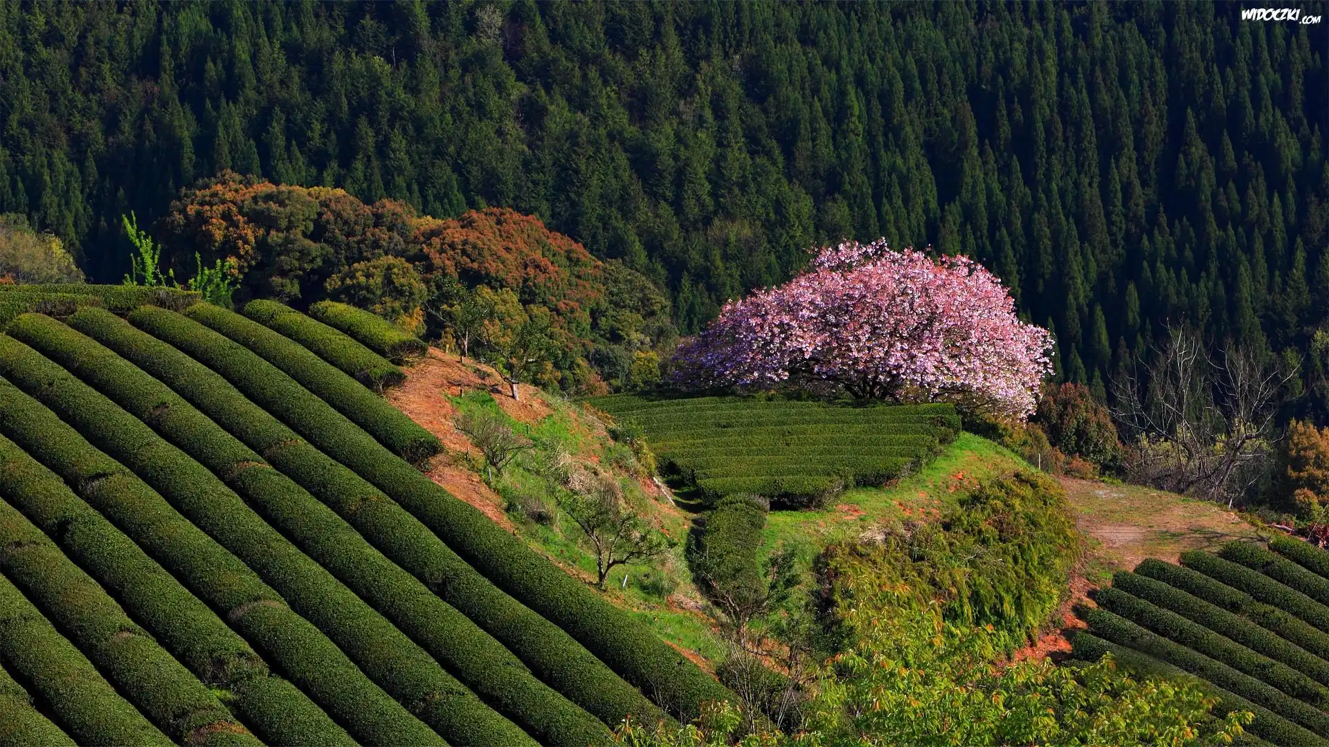 Plantacja, Drzewo, Krzewy
