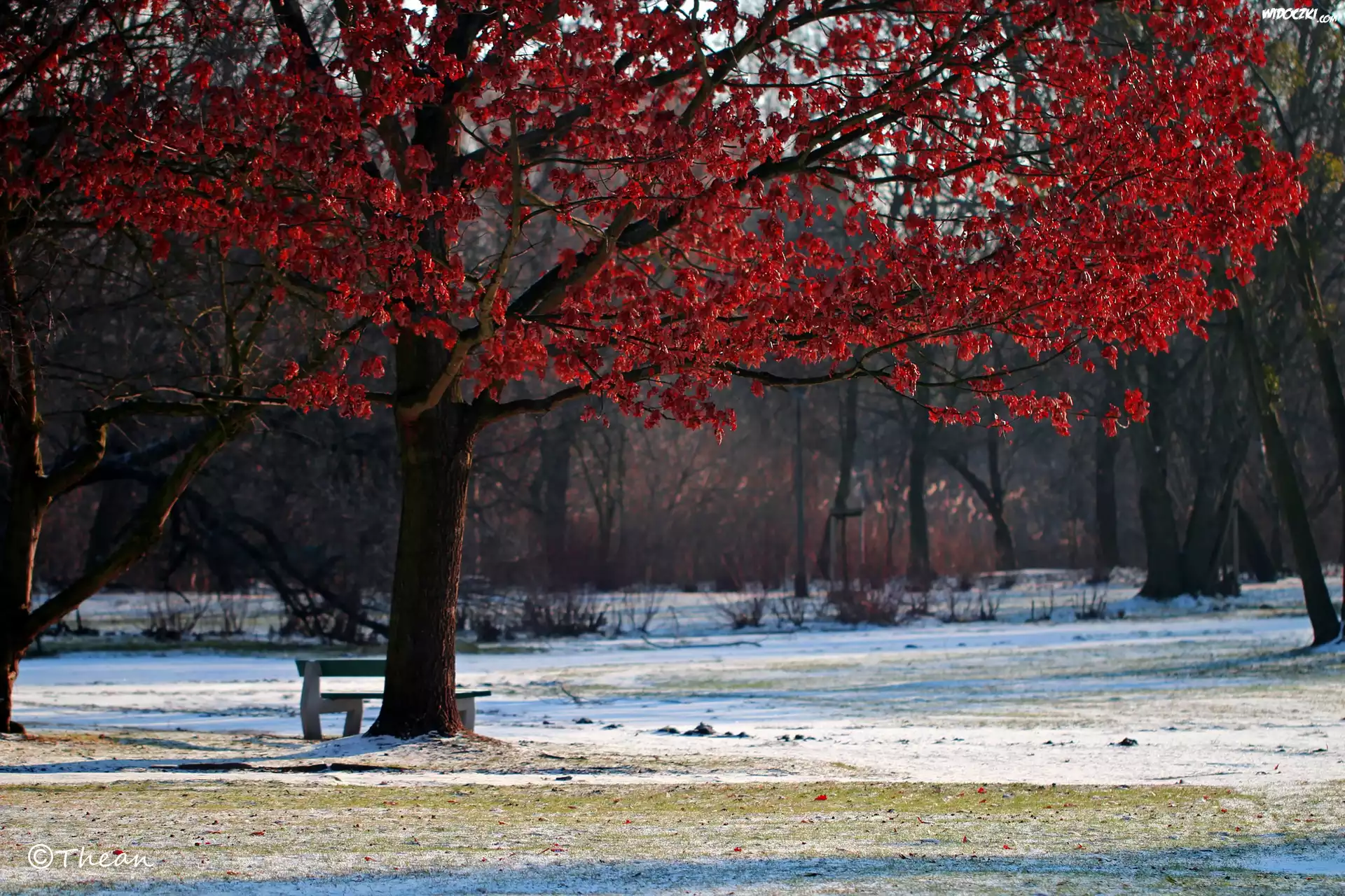 Drzewo, Czerwone, Liście, Zima, Park