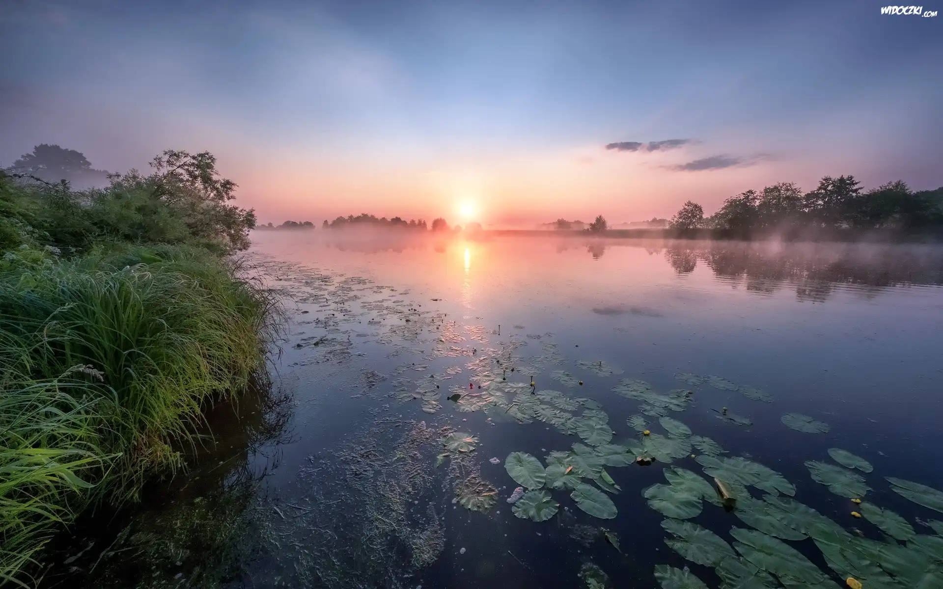 Trawa, Rzeka Dubna, Lilie, Wodne, Świt, Wschód słońca, Mgła, Łatgalia, Łotwa