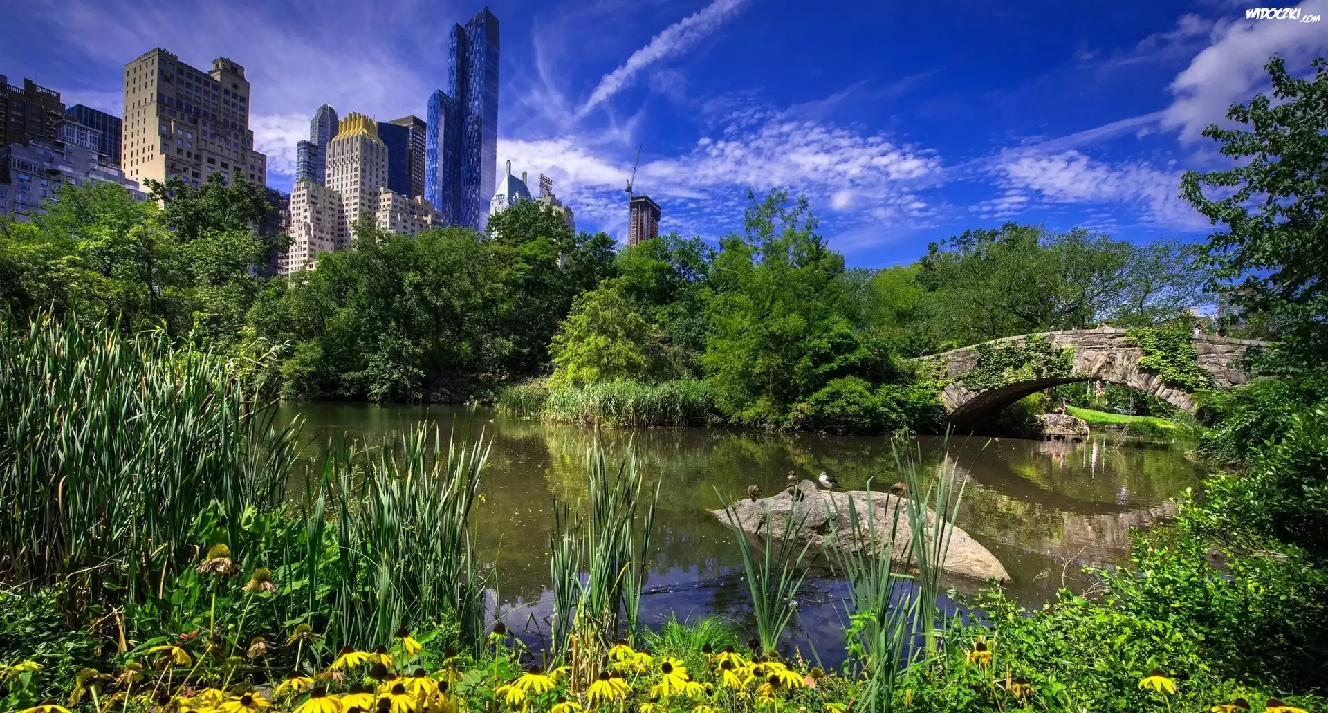Stany Zjednoczone, Nowy Jork, Dzielnica Manhattan, Central Park, Staw, Most Gapstow, Drapacze chmur, Drzewa
