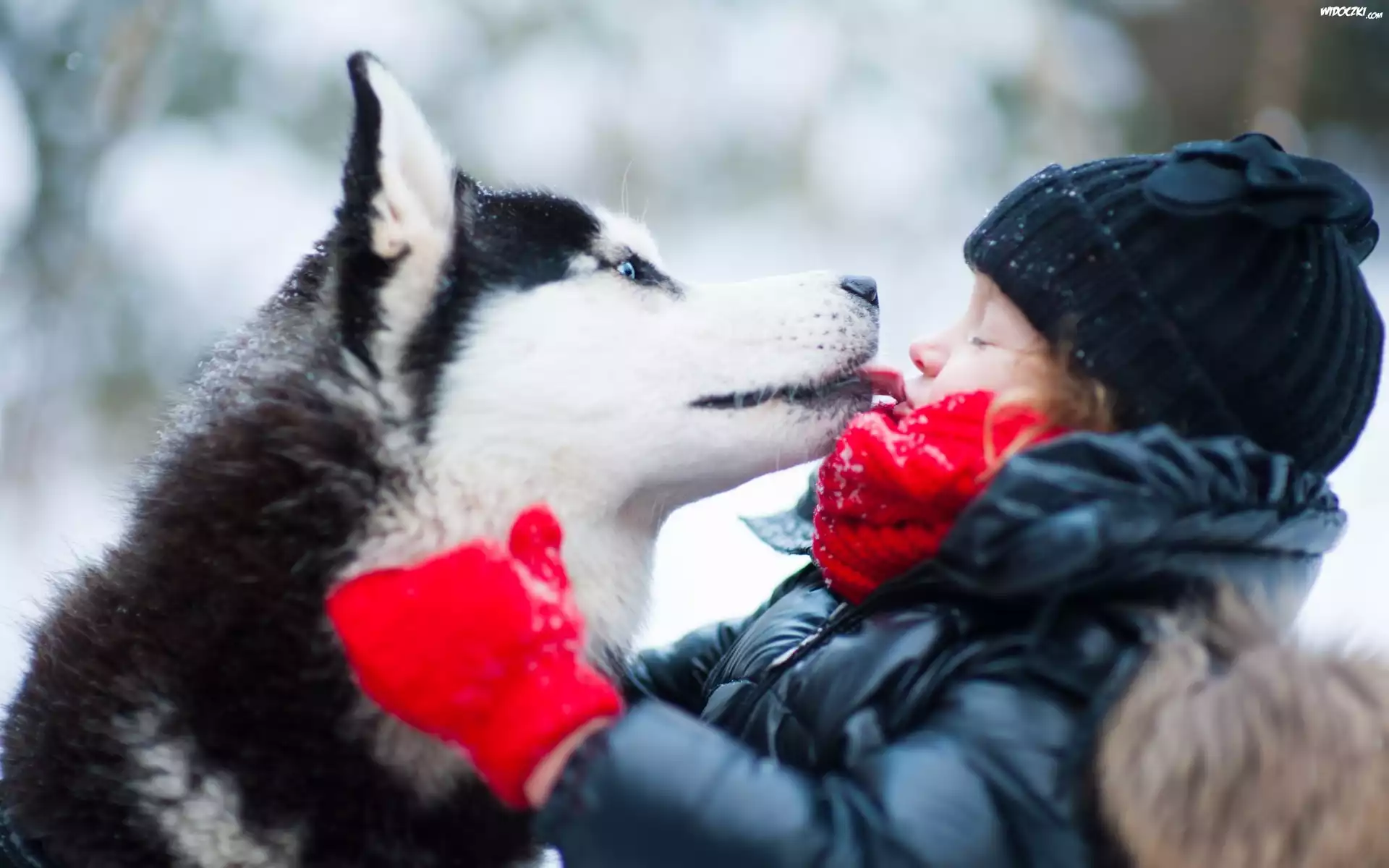 Dziewczynka, Husky, Przyjazń, Park, Zima
