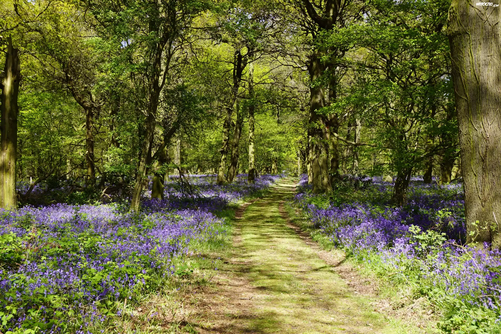Wielka Brytania, Anglia, Shipley Country Park, Ścieżka, Drzewa, Kwiaty, Dzwonki