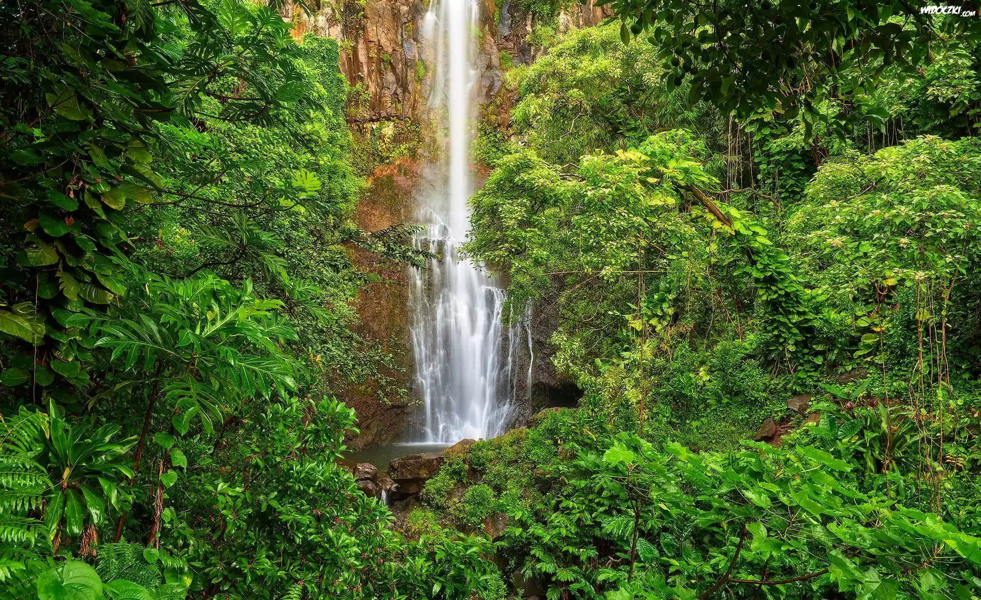 Wodospad Waimoku Falls, Park Narodowy Haleakala, Wyspa Maui, Hawaje, Drzewa, Roślinność