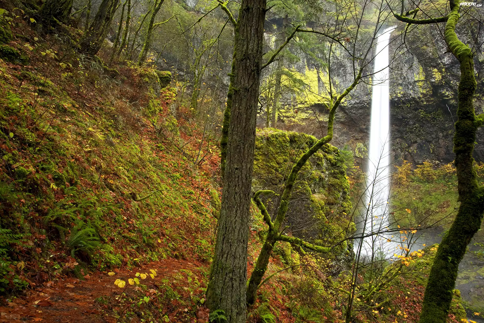 Stany Zjednoczone, Stan Oregon, Jesień, Las, Wodospad Elowah Falls