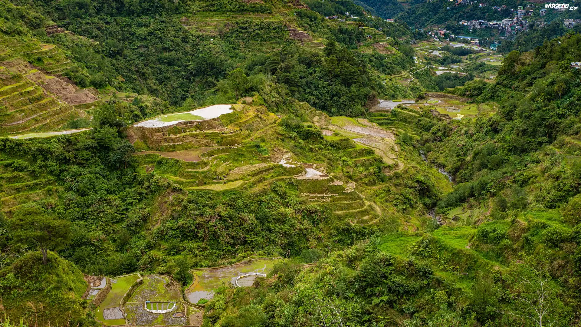 Wzgórza, Uprawa, Tarasy ryżowe, Prowincja Ifugao, Wyspa Luzon, Filipiny