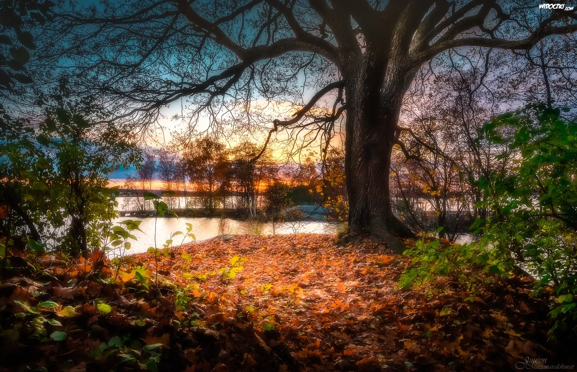 Finlandia, Miasto Tampere, Park Southern Park, Jezioro Pyhäjärvi, Jesień, Drzewa, Liście