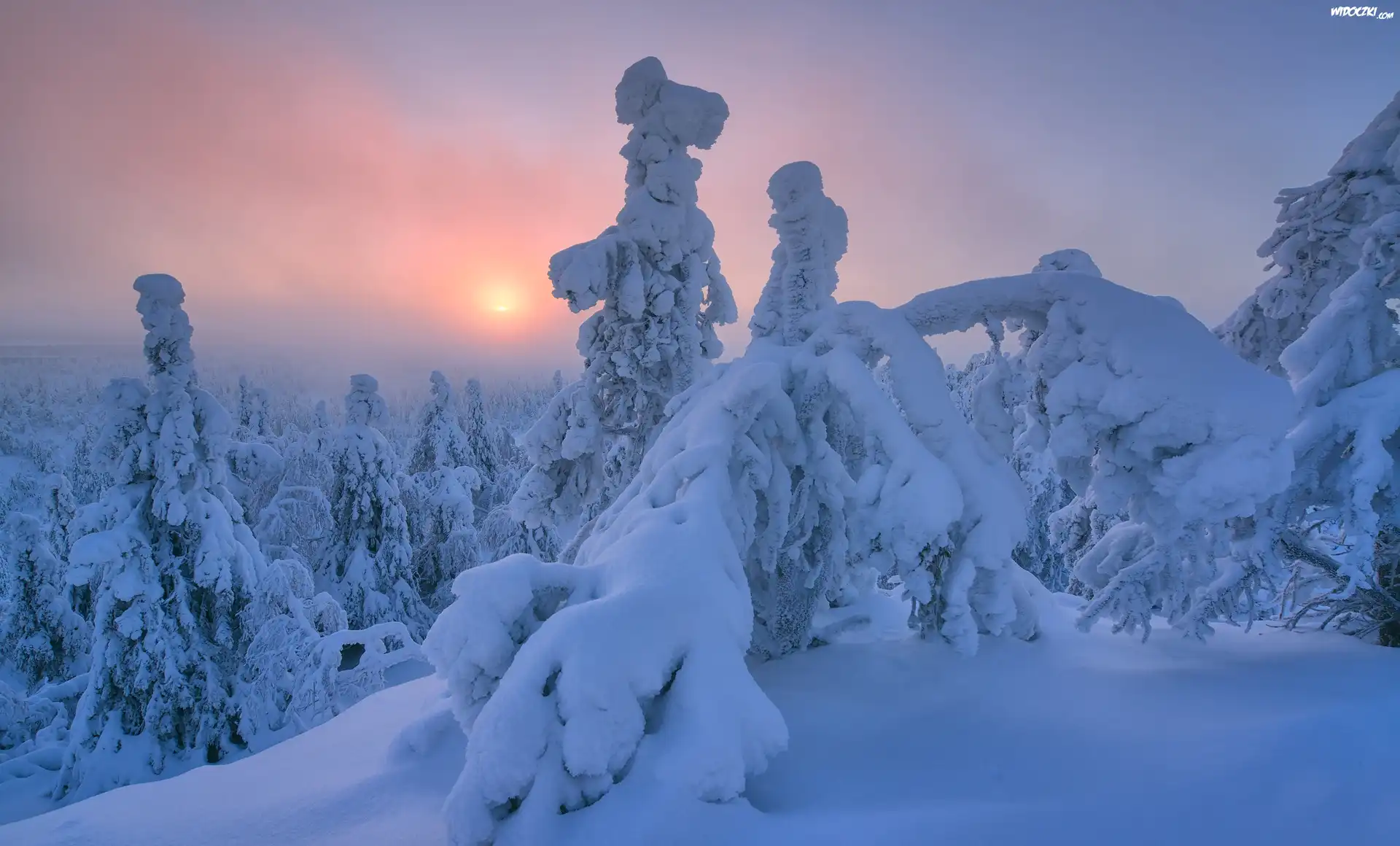 Zima, Drzewa, Mgła, Wschód słońca, Wzgórze, Rezerwat Valtavaara, Laponia, Finlandia