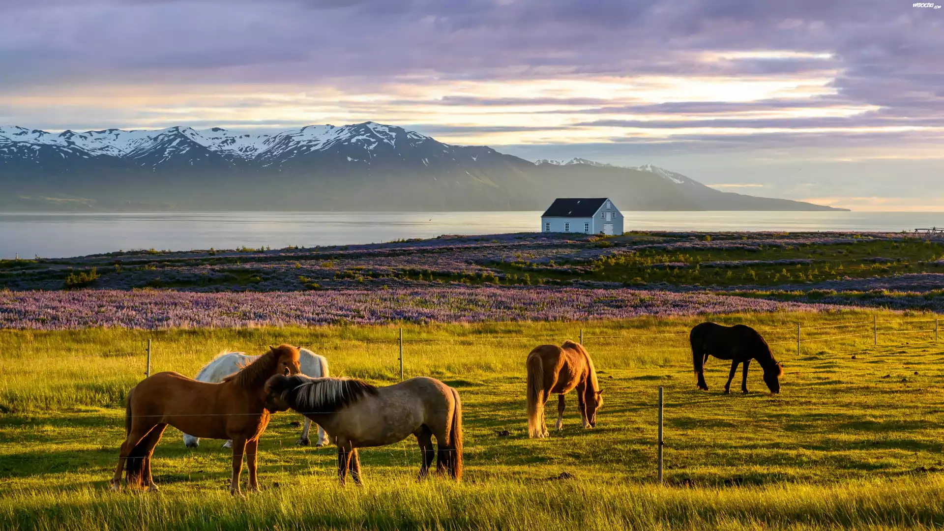 Islandia, Fiord Skagafjordur, Konie, Łąka, Wrzosy, Dom