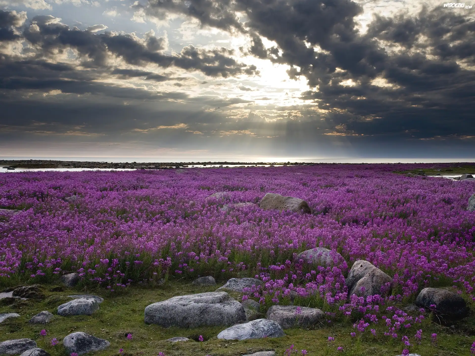 Fireweed, Kwitnący, Ognisty, Chwast, Hudson Bay