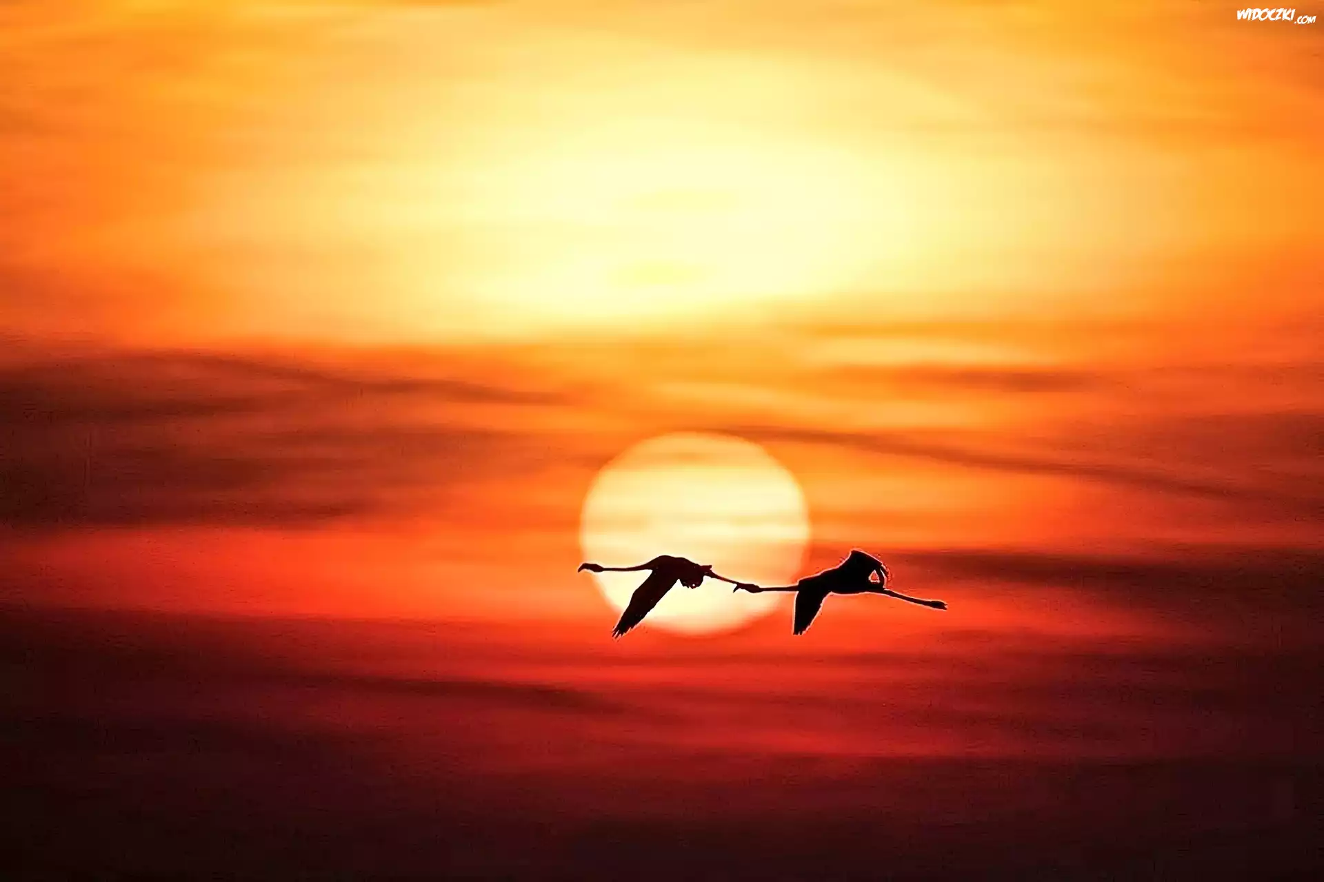 Flamingi, Lot, Zachód, Słońca
