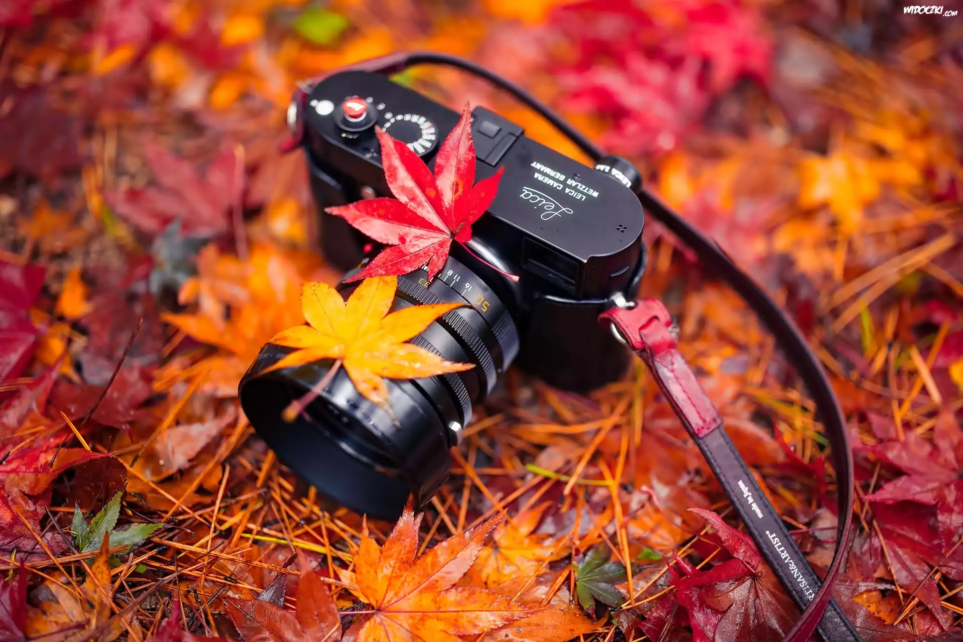 Aparat fotograficzny Leica, Liście, Klonu, Łąka, Jesień