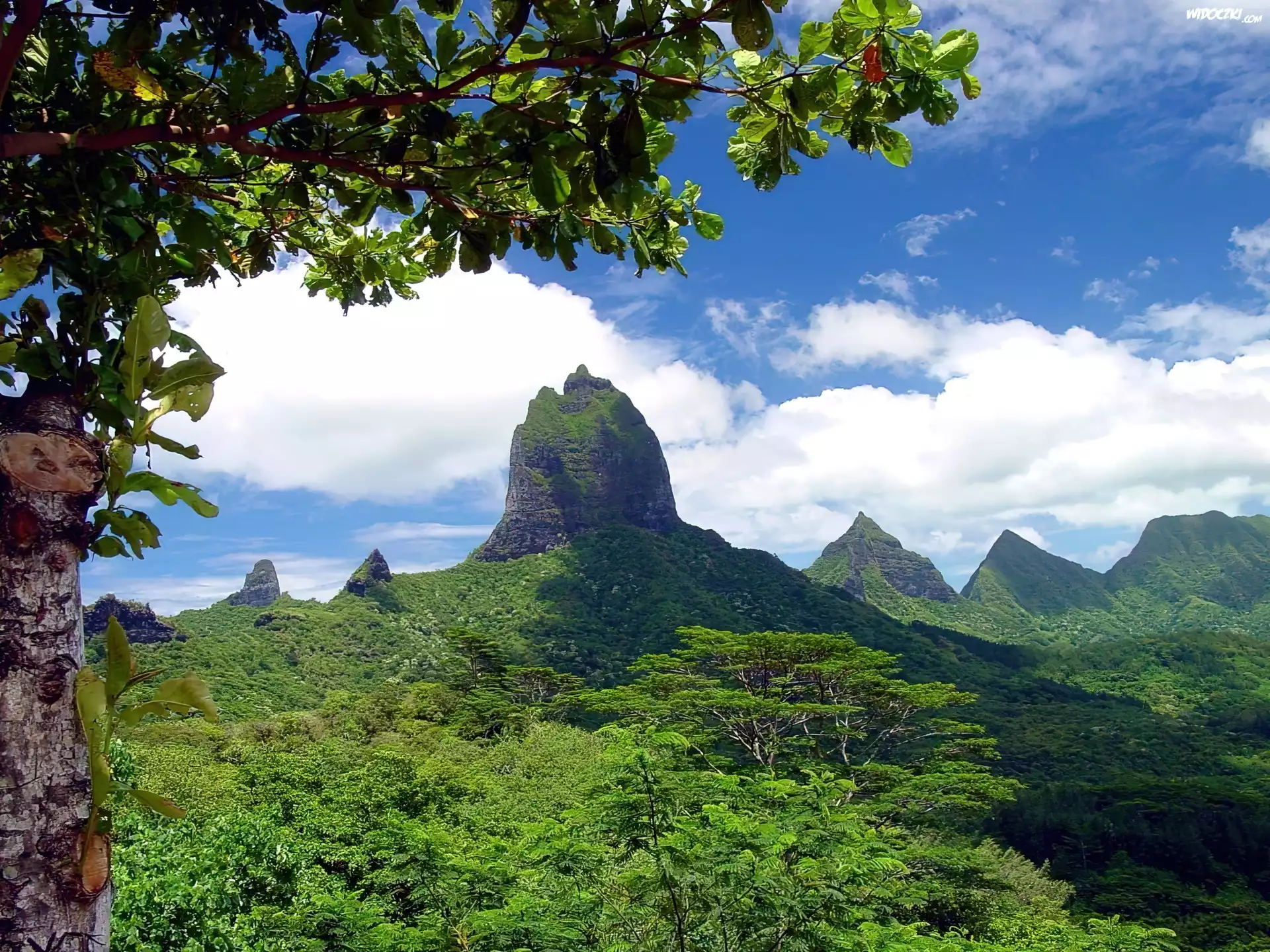 Francja, Moorea, Drzewa, Trawa