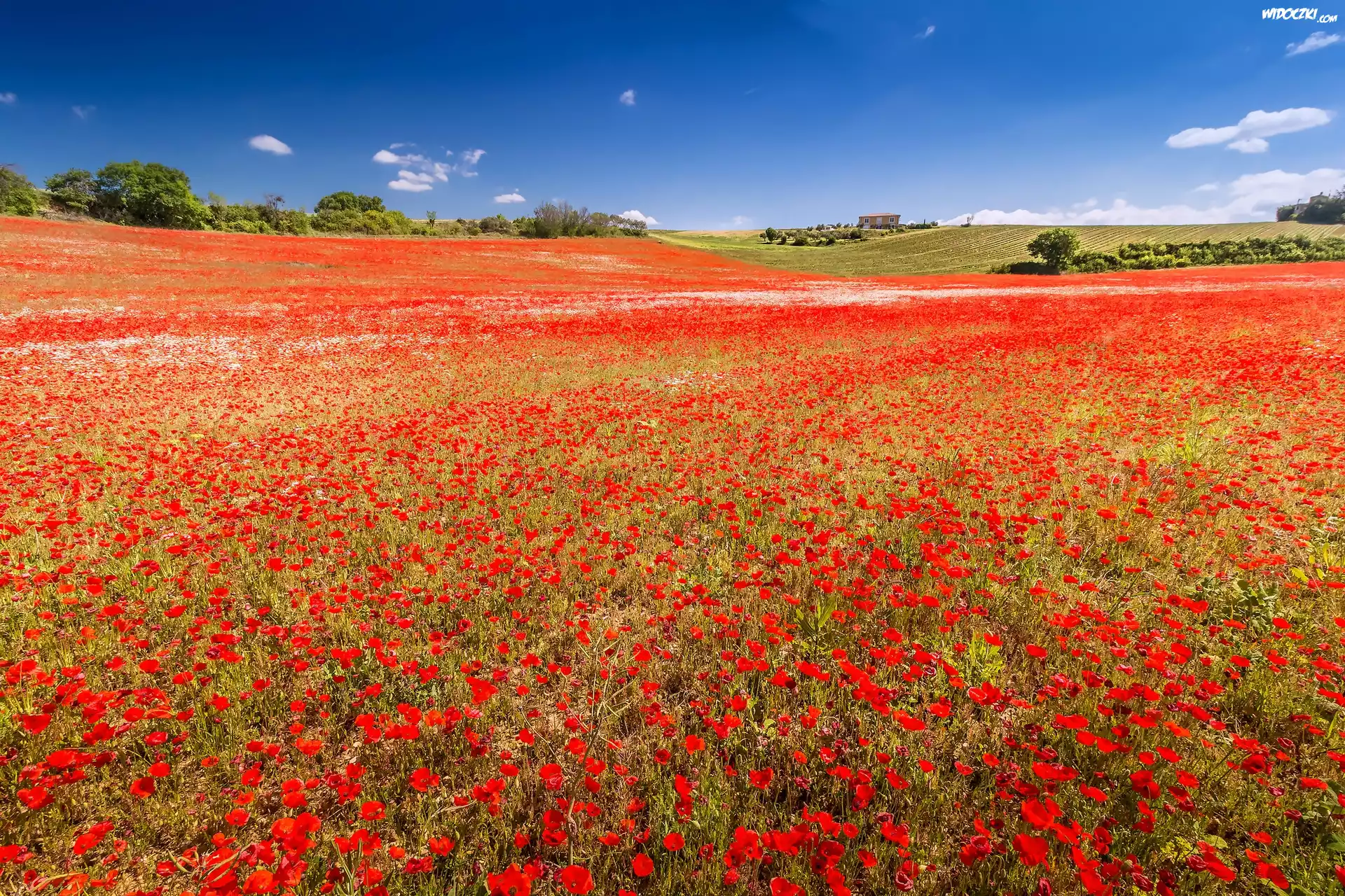 Francja, Valensole, Pole, Makowe, Maki