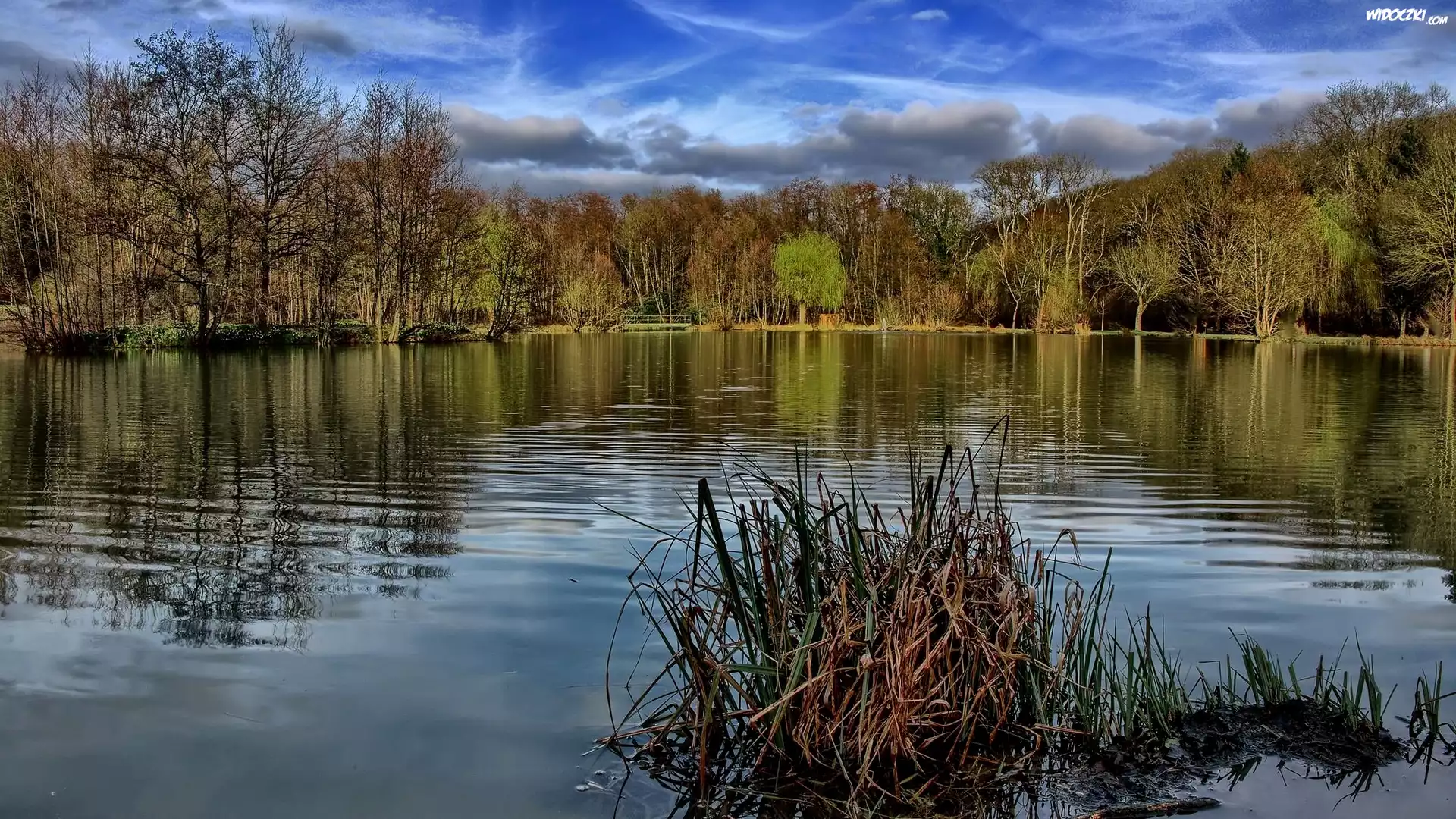 Francja, Dagneux, Jezioro Lac Neyton, Drzewa
