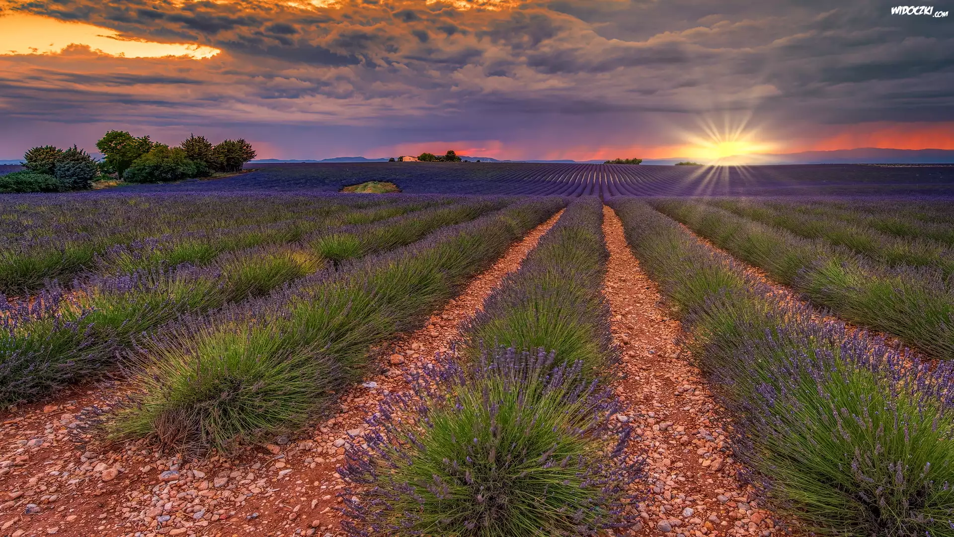 Plantacja, Lawenda, Pole, Drzewa, Zachód słońca, Valensole, Prowansja, Francja