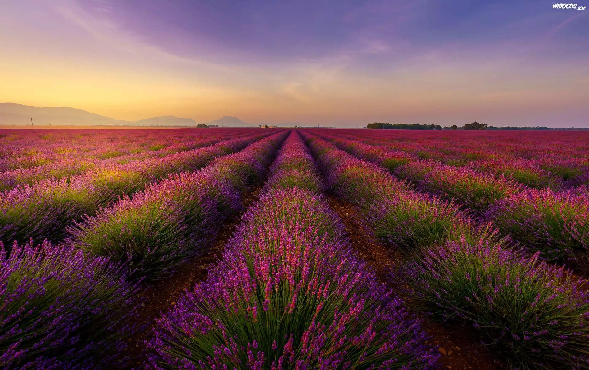 Francja, Valensole, Pole, Lawenda