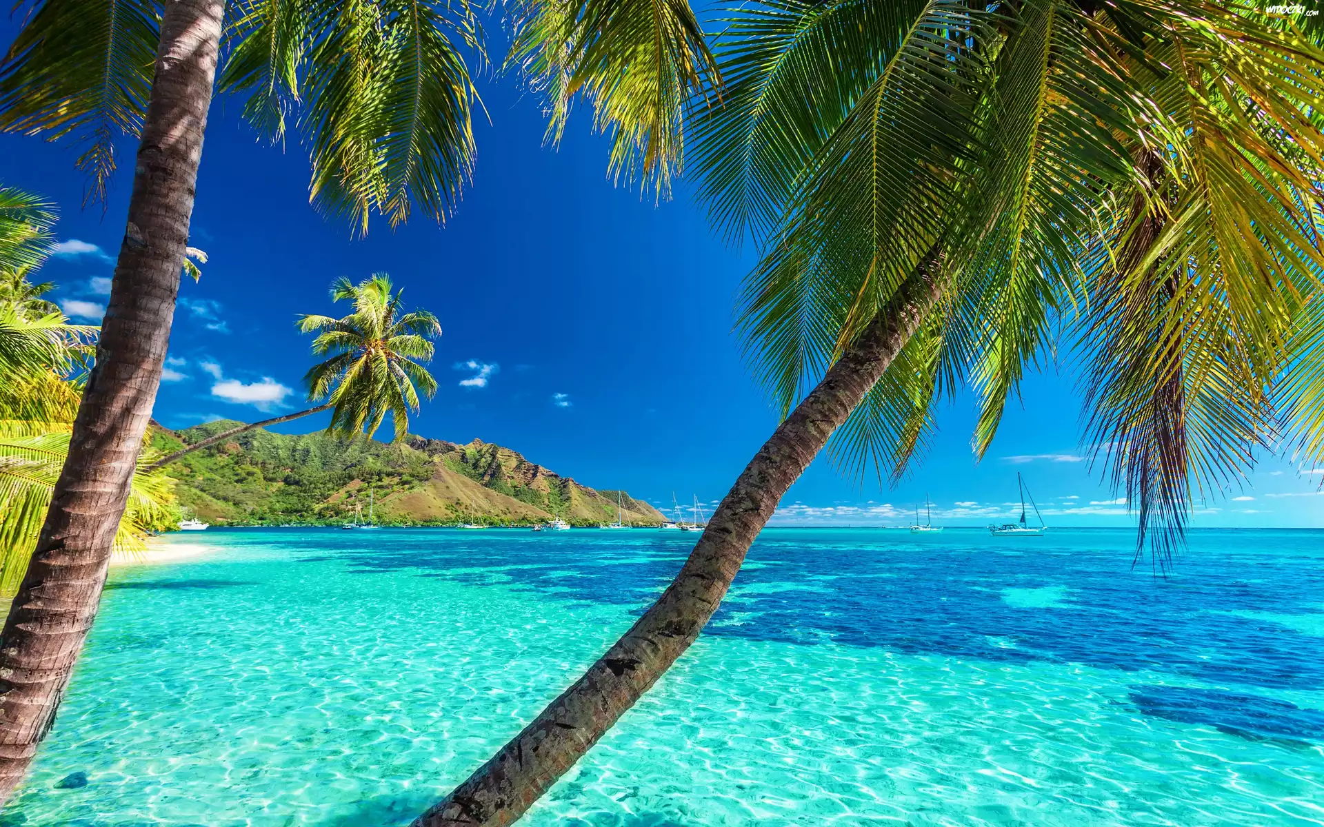 Polinezja Francuska, Wyspa Moorea, Palmy, Ocean, Jachty, Lato, Wakacje