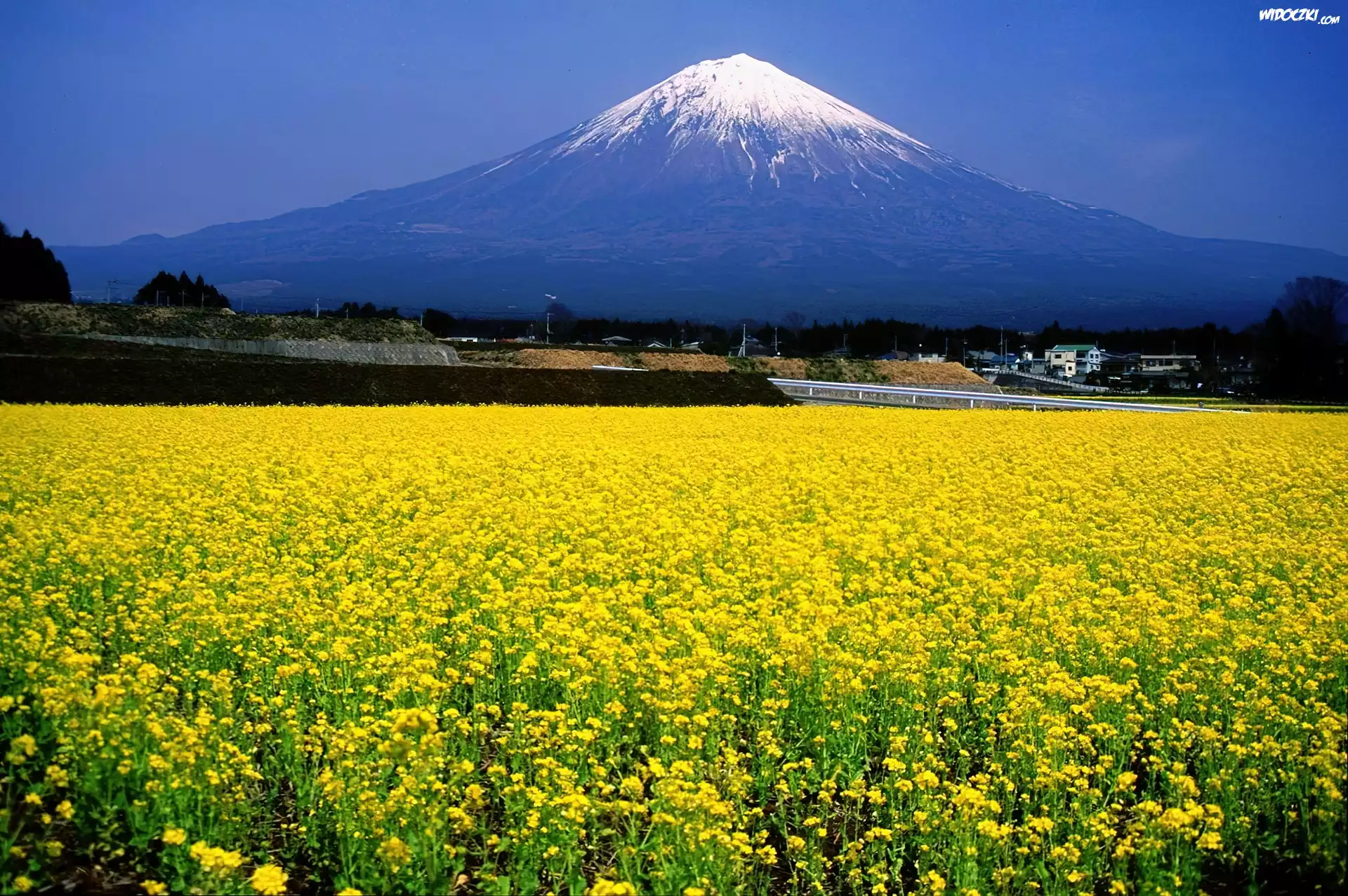 Łąka, Góra, Fuji, Japonia