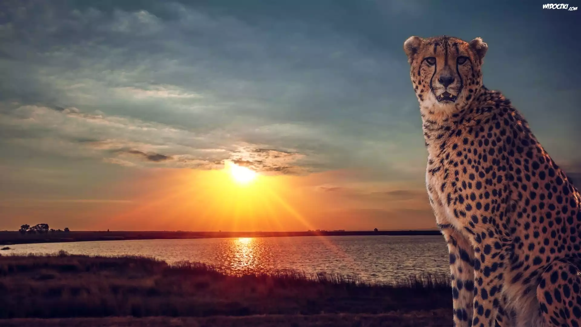 Gepard, Jezioro, Zachód, Słońca