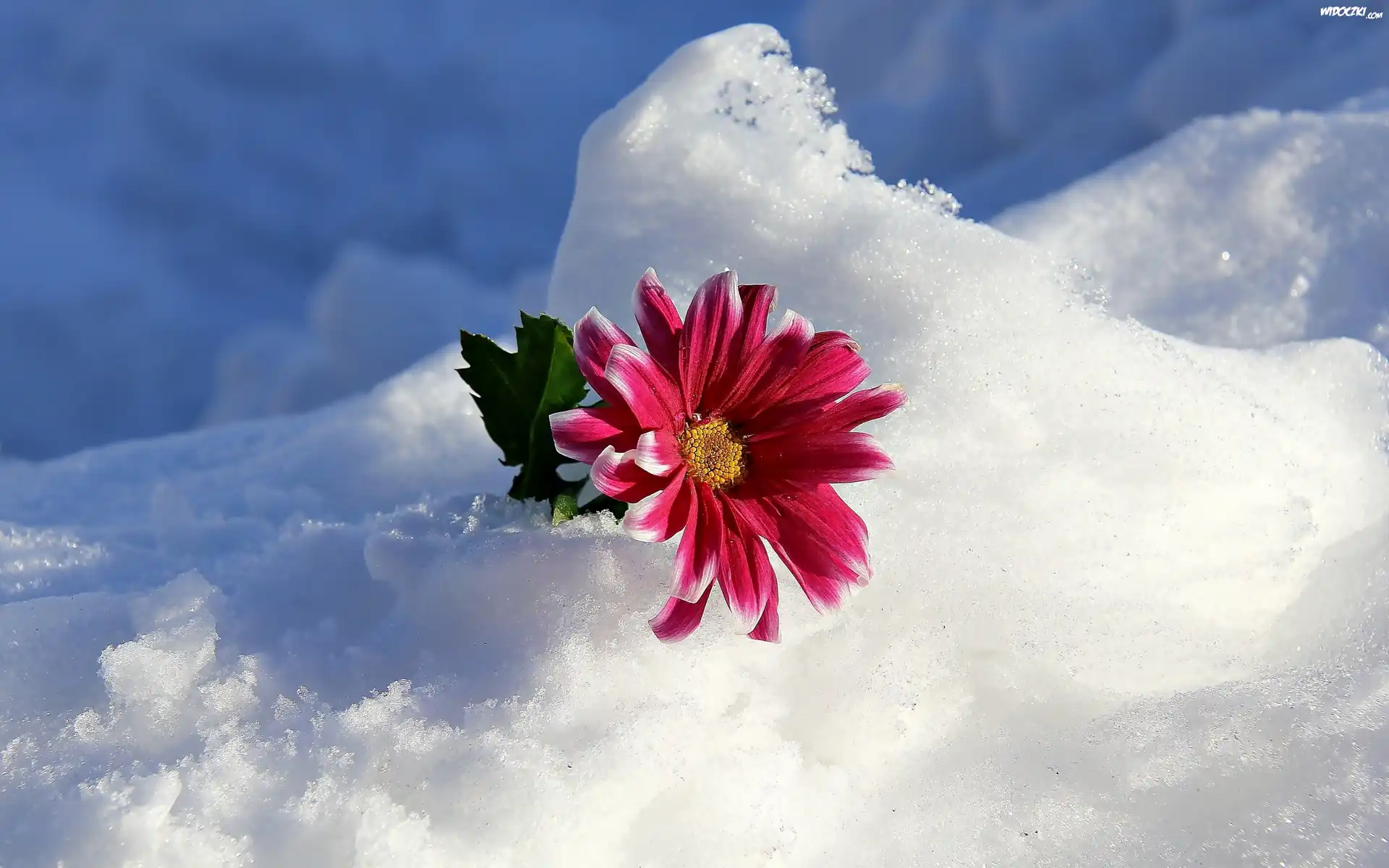 Åšnieg, Gerbera, Listek