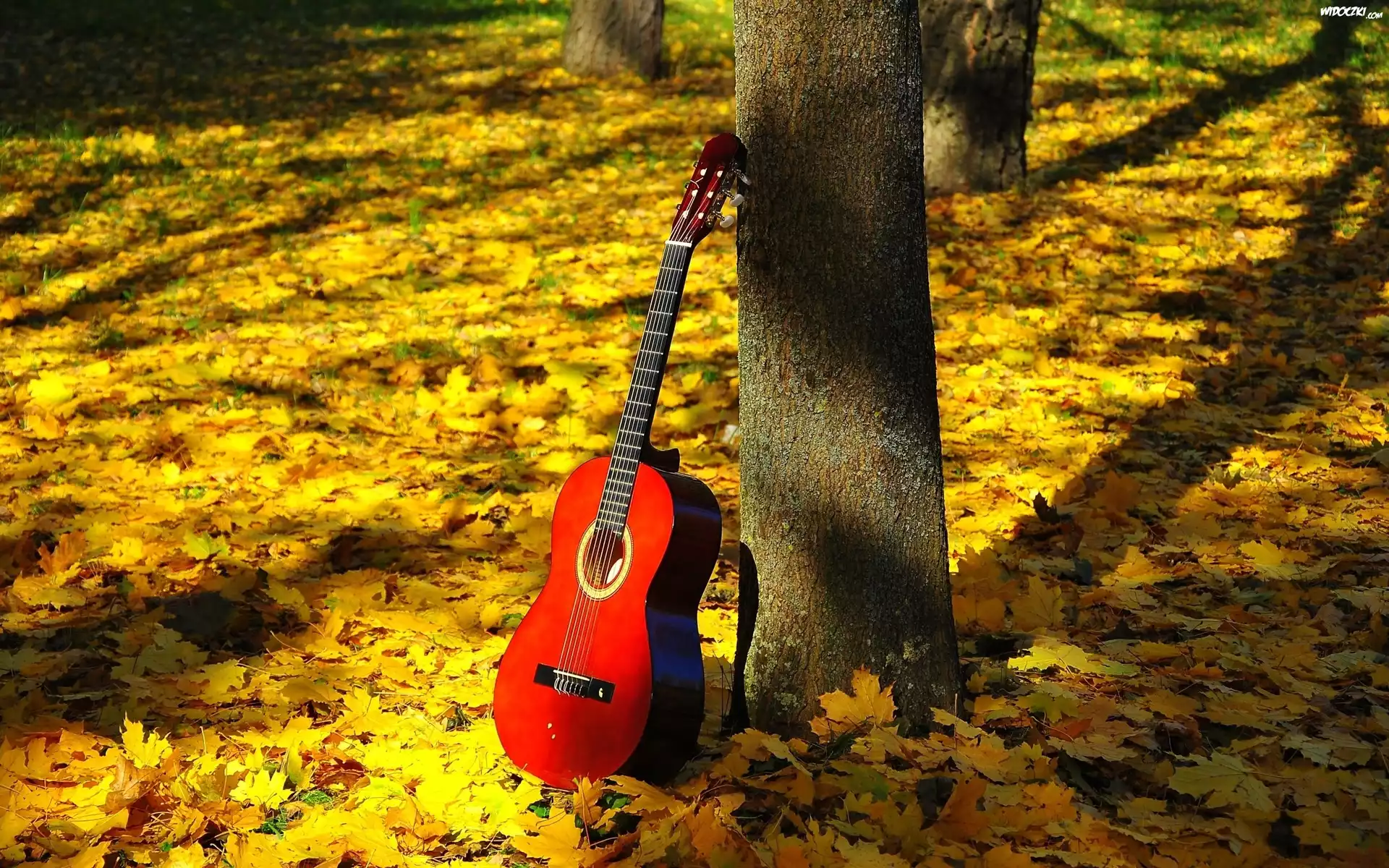 Gitara, Las, Liście, Jesień