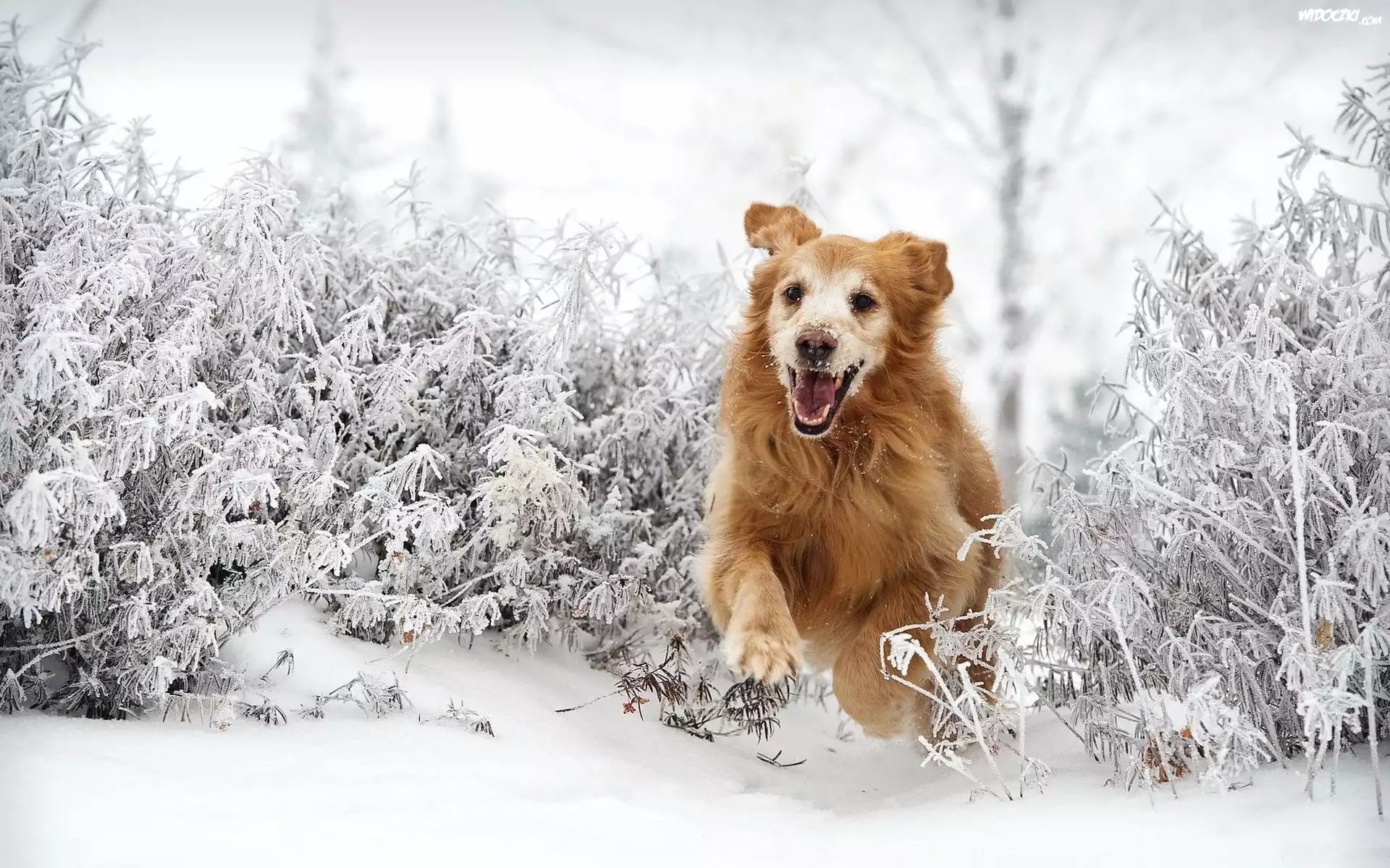 Golden Retriever, Bieg, Åšnieg