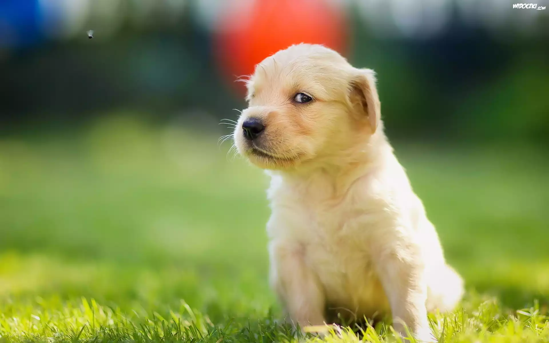 Golden, Retriever, Szczeniaczek, Łąka