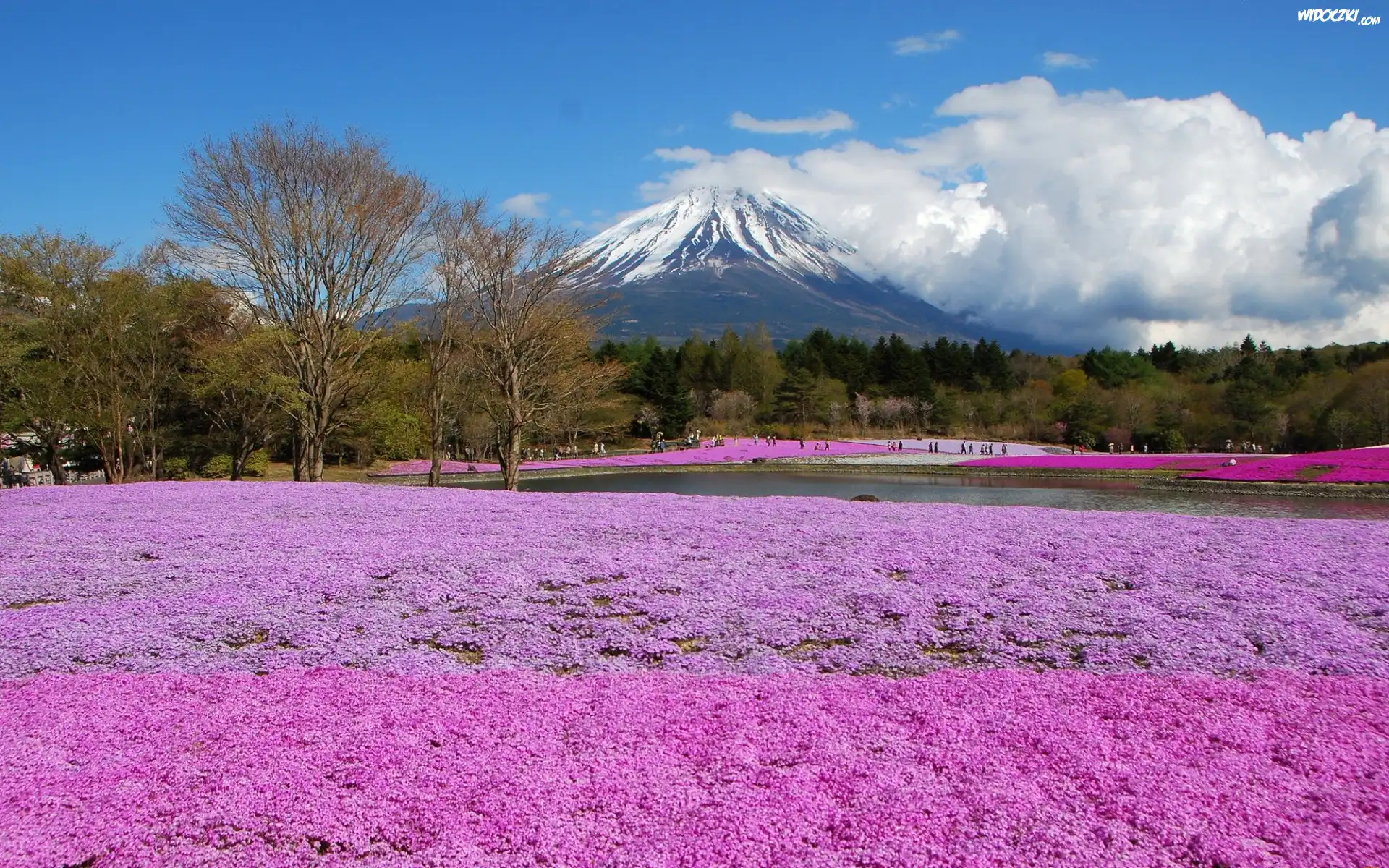 Góra, Fuji, Pole, Kwiatów, Wulkan