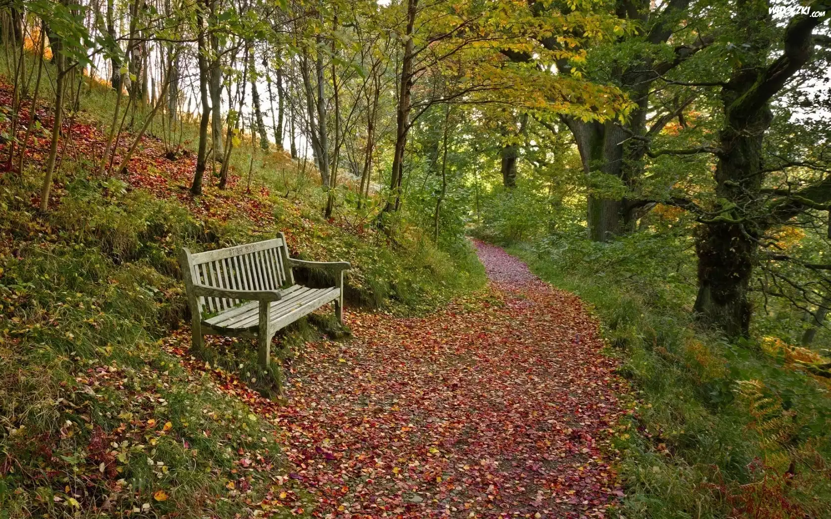 Góra, Ścieżka, Ławka, Jesień, Park