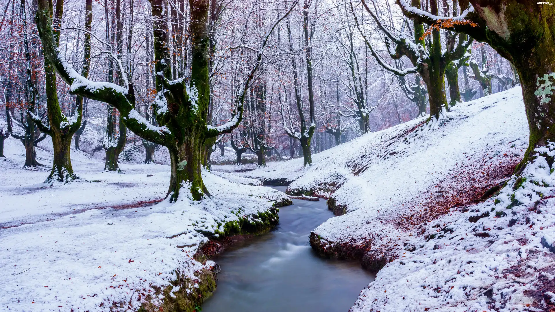 Park Narodowy Gorbea, Zima, Drzewa, Las, Rzeczka, Strumyk, Kraj Basków, Hiszpania