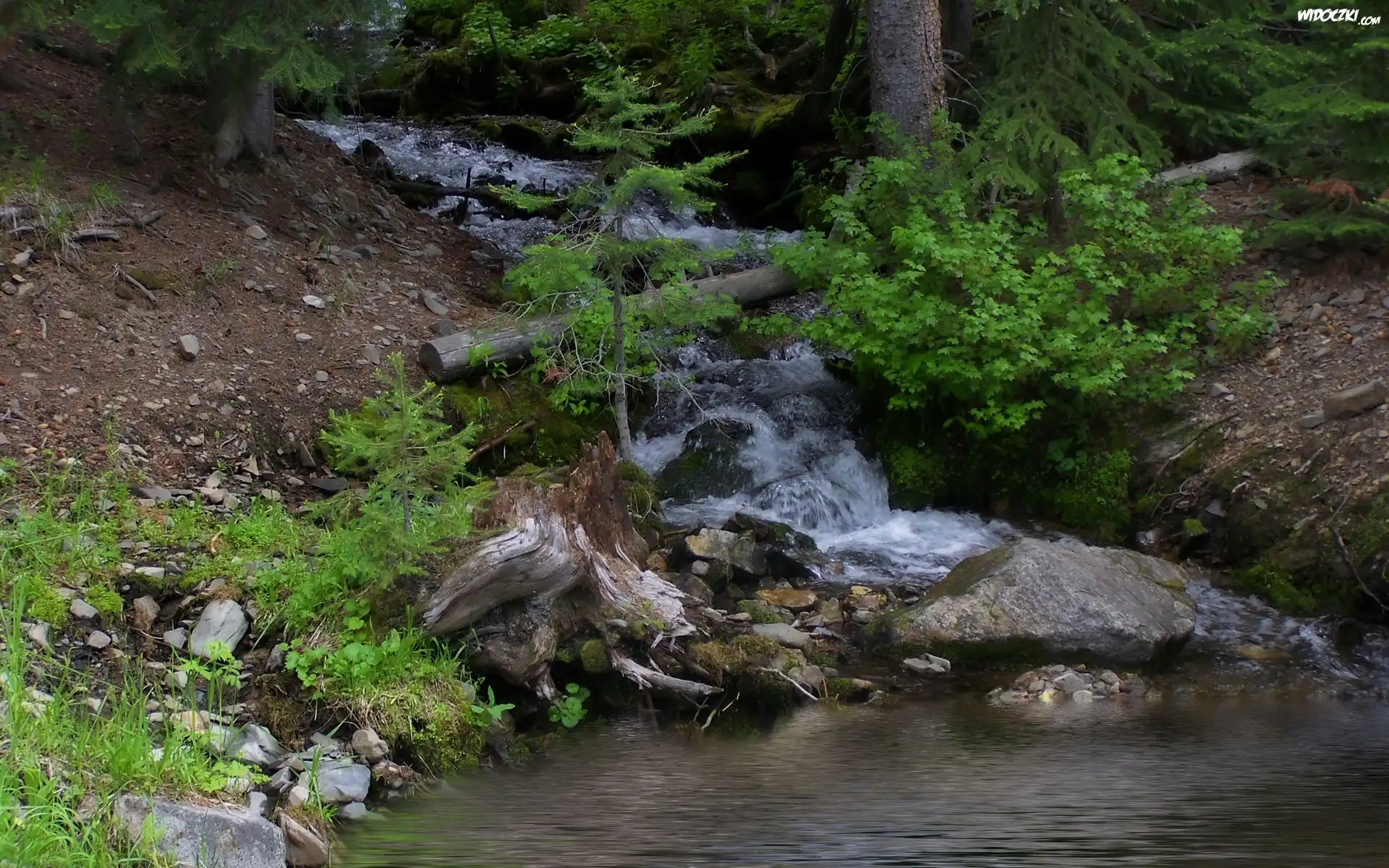 Górski, Potok, Las, Kamienie, Krzewy