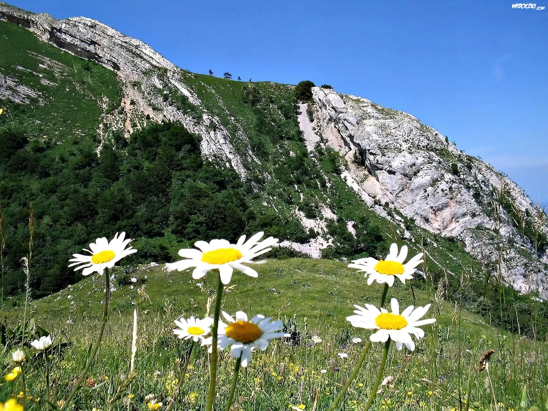 Góry, Las, Łąka, Margerytki