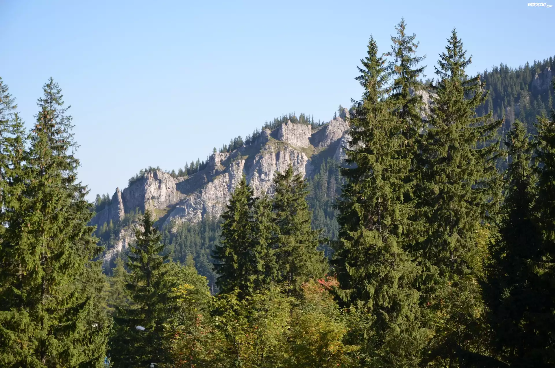 Góry, Drzewa