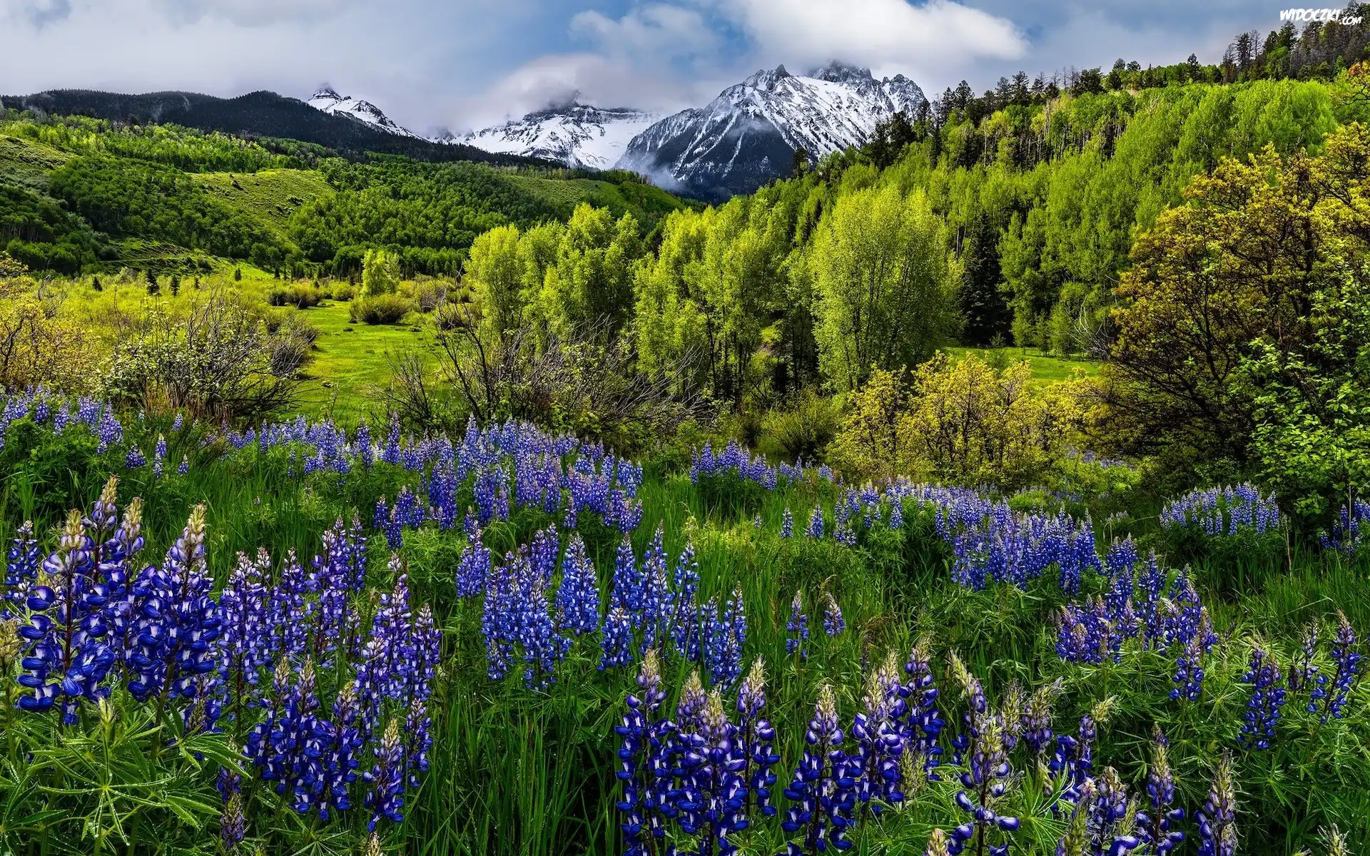 Stany Zjednoczone, Kolorado, Góry, San Juan Mountains, Mount Sneffels, Drzewa, Łąka, Kwiaty, Łubin
