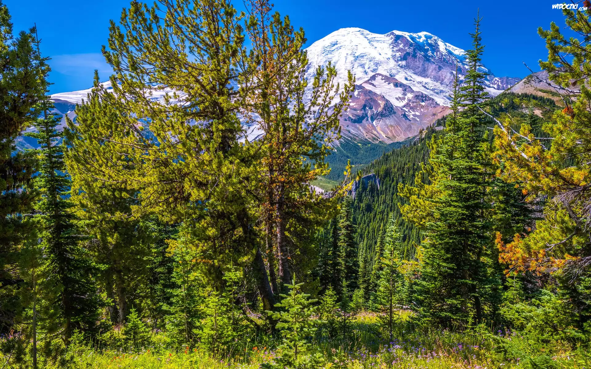 Góry, Ośnieżone, Szczyty, Drzewa, Rośliny, Park Narodowy Mount Rainier, Stan Waszyngton, Stany Zjednoczone