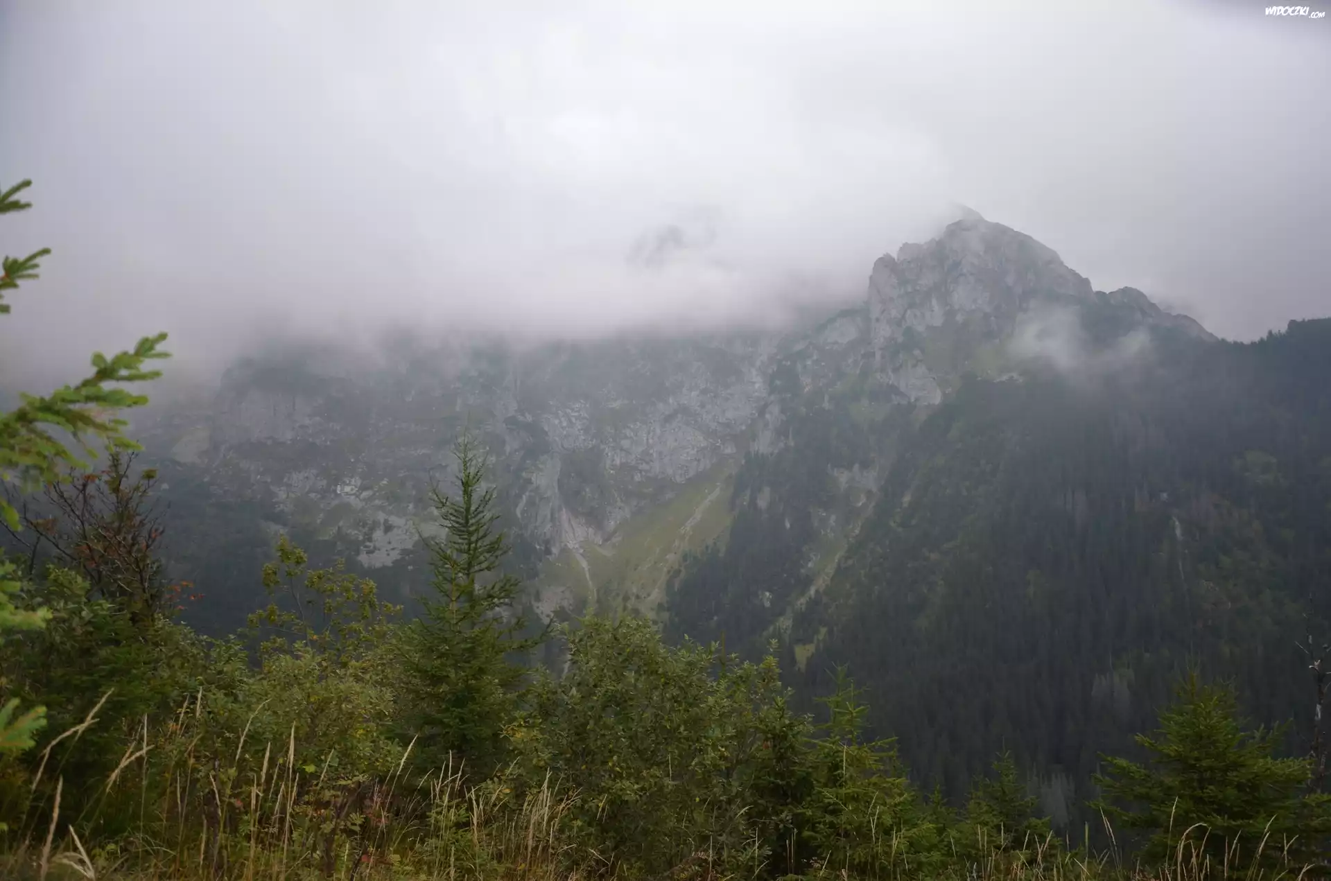 Góry, Drzewka