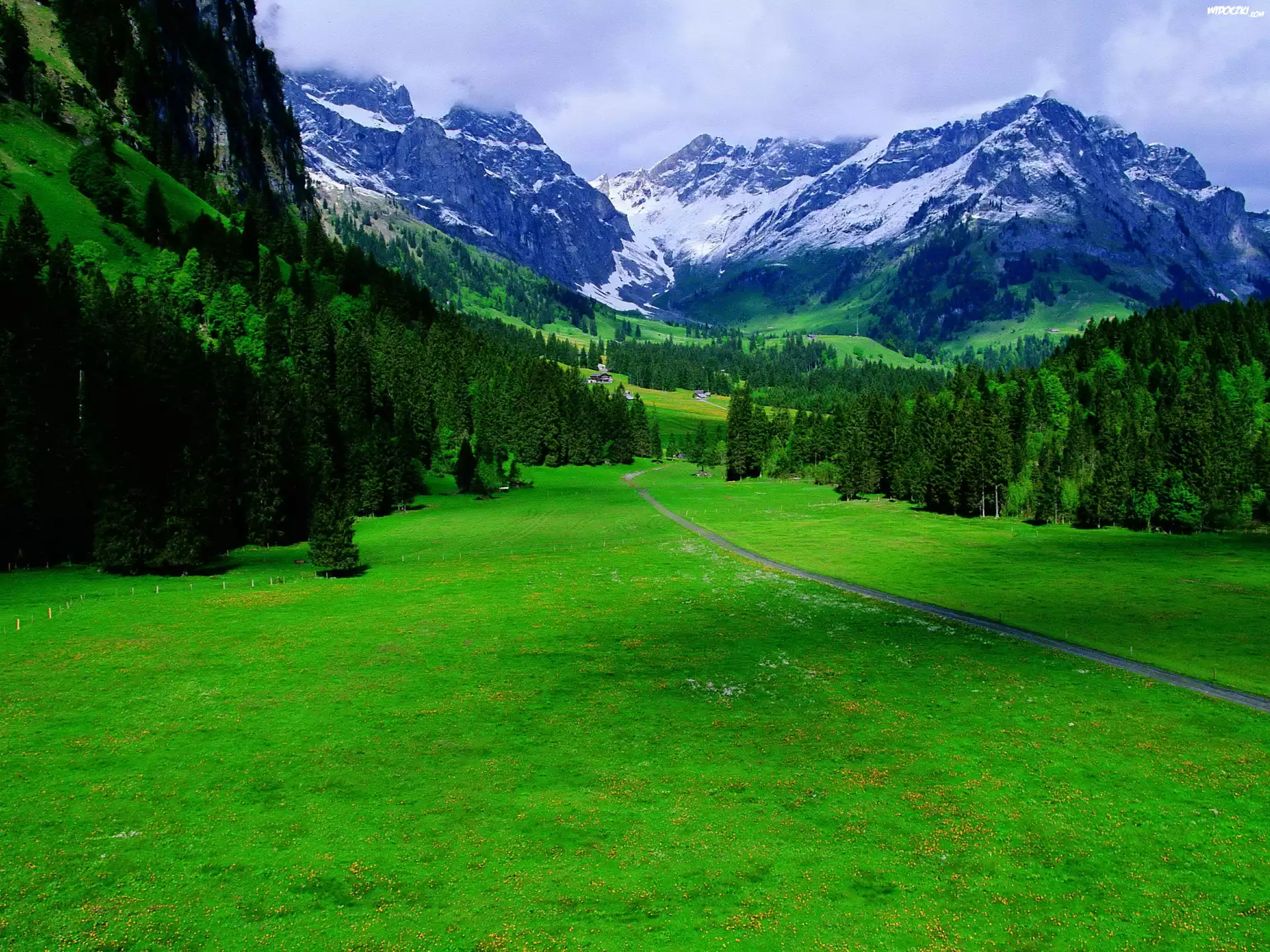 Góry, Las, Iglasty, Trawa