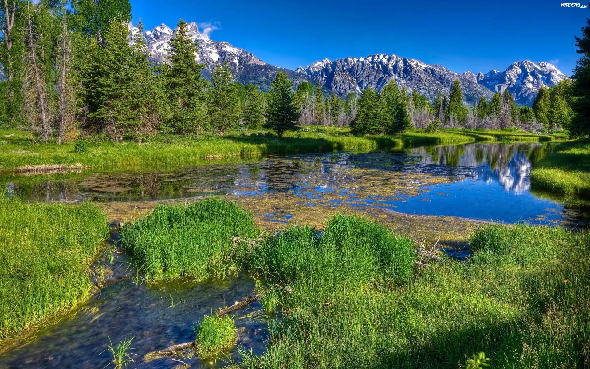 Góry, Las, Jezioro, Szuwary