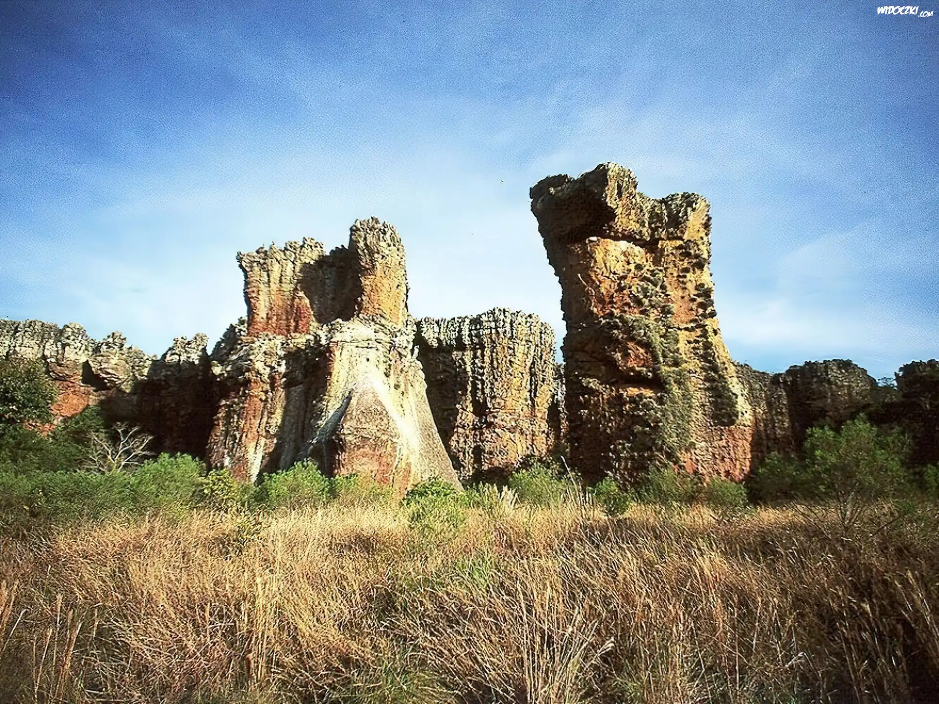 Góry, Krzewy