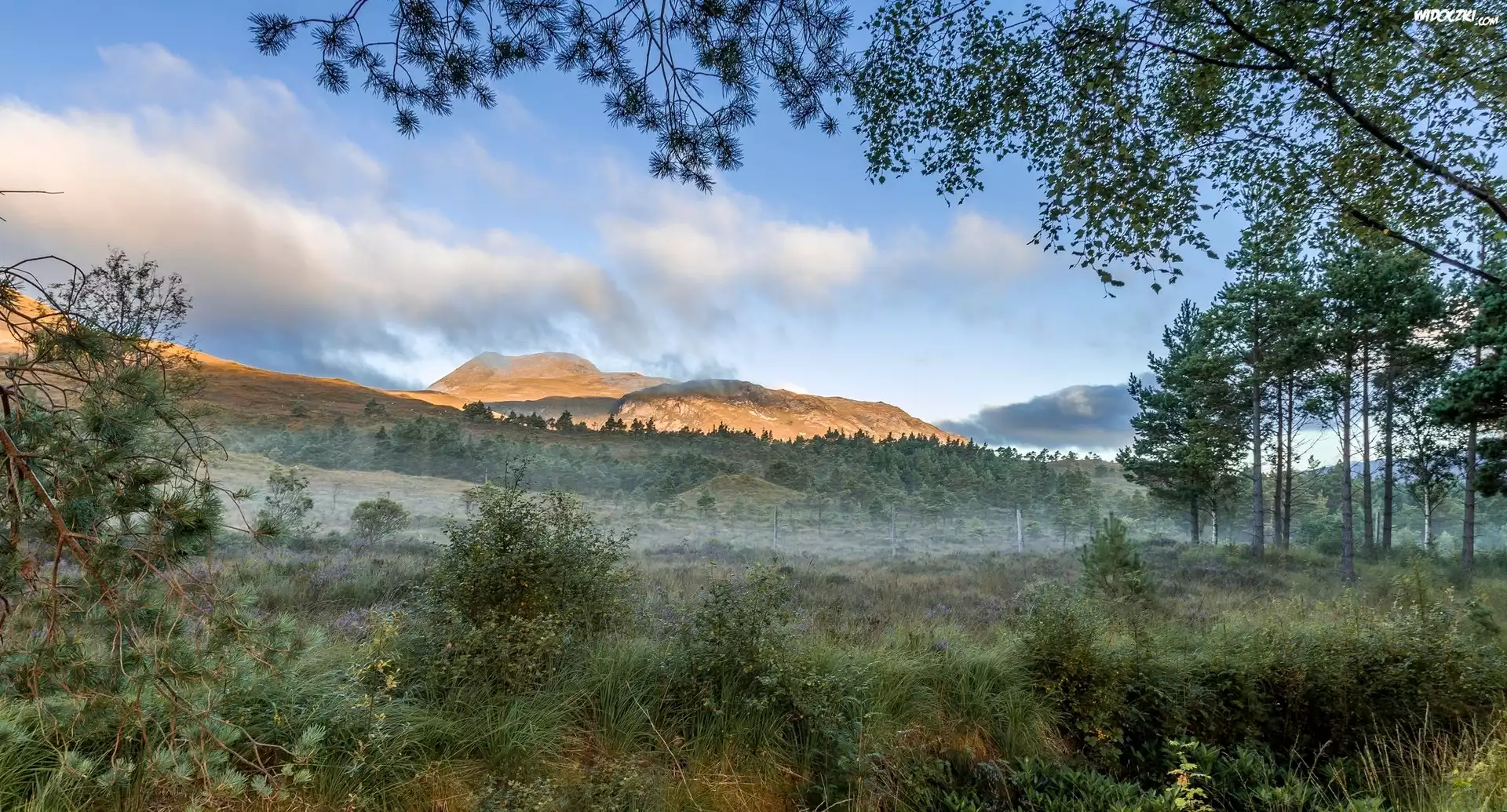 Góry, Drzewa, Krzewy, Trawy