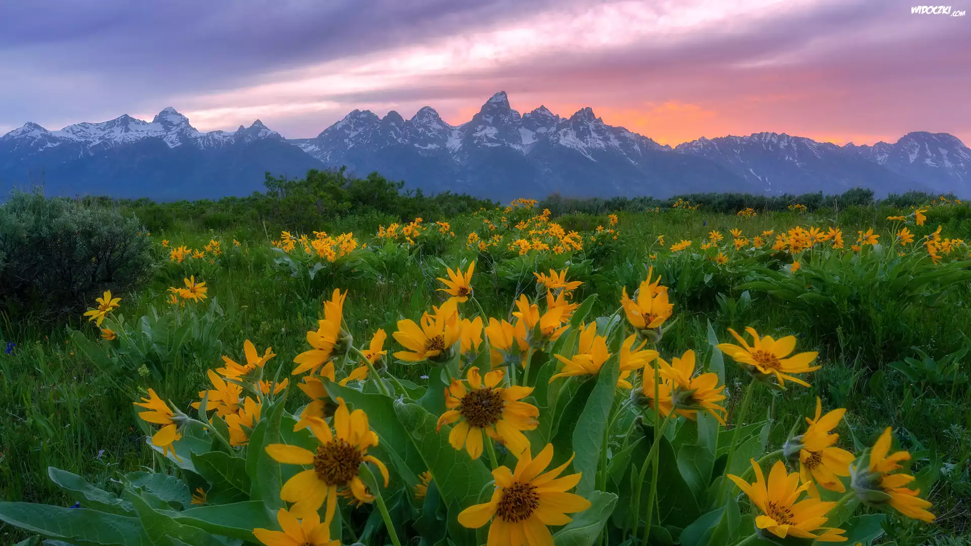 Góry, Wschód słońca, Żółte, Kwiaty, Balsamorhiza