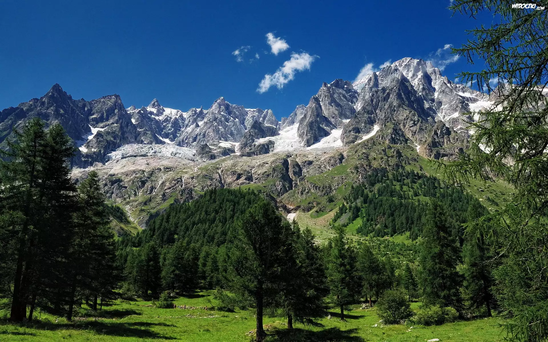 Góry, Las, Drzewo
