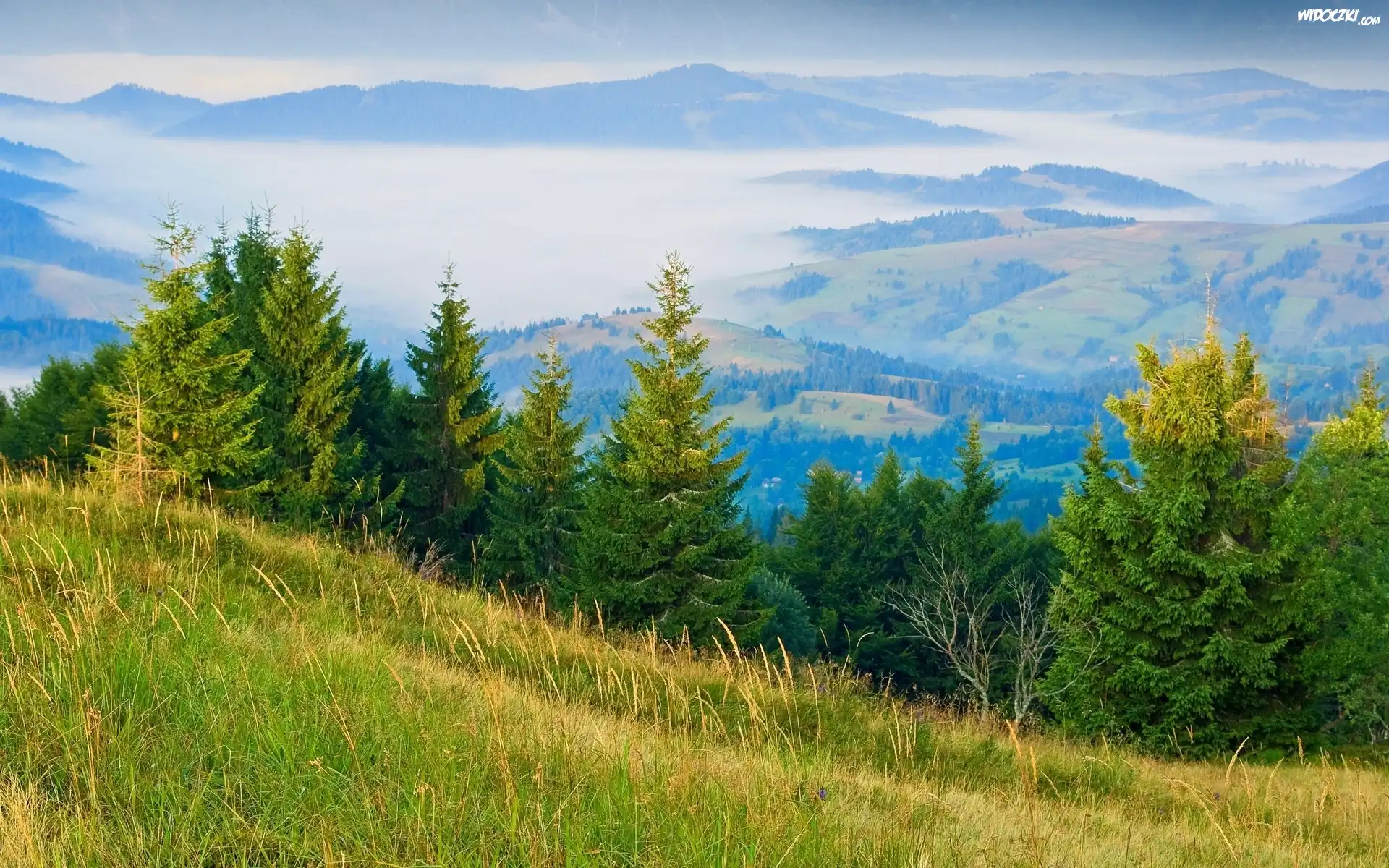 Góry, Lasy, Mgła, Panorama