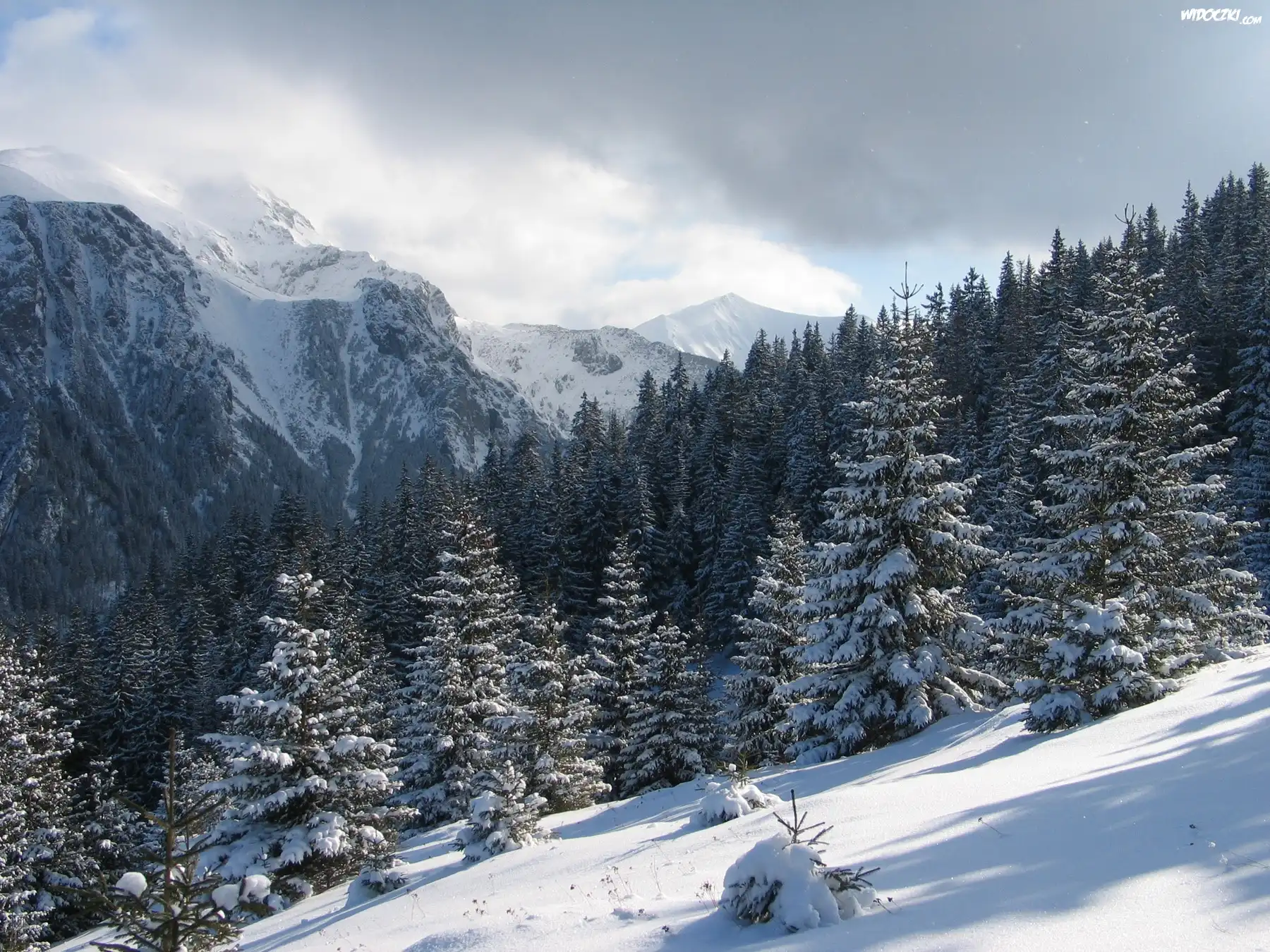 Śnieg, Góry, Lasy