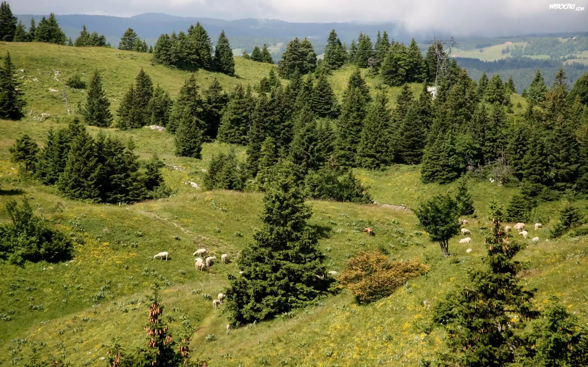 Góry, Hale, Owce, Drzewa, Wzgórza