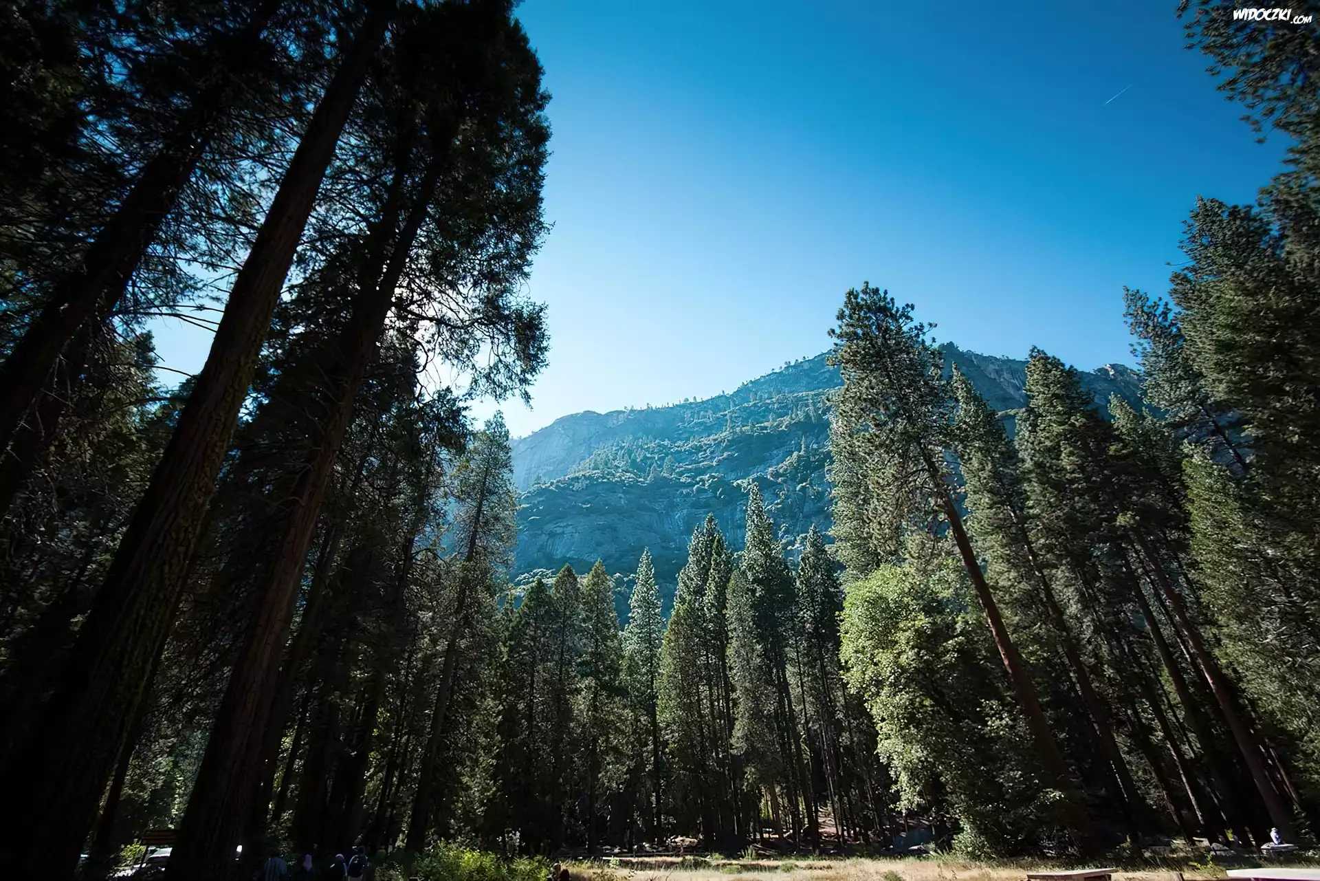 Góry, Las, Narodowy Park, Yosemite