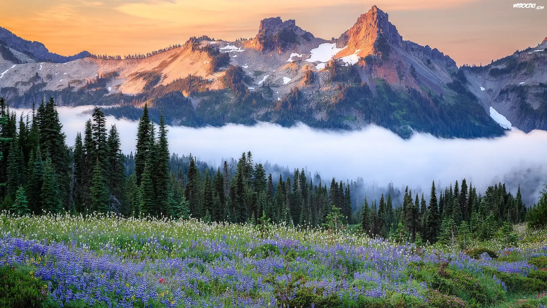 Park Narodowy Mount Rainier, Góry, Tatoosh Range, Łąka, Kwiaty, Mgła, Stan Waszyngton, Stany Zjednoczone